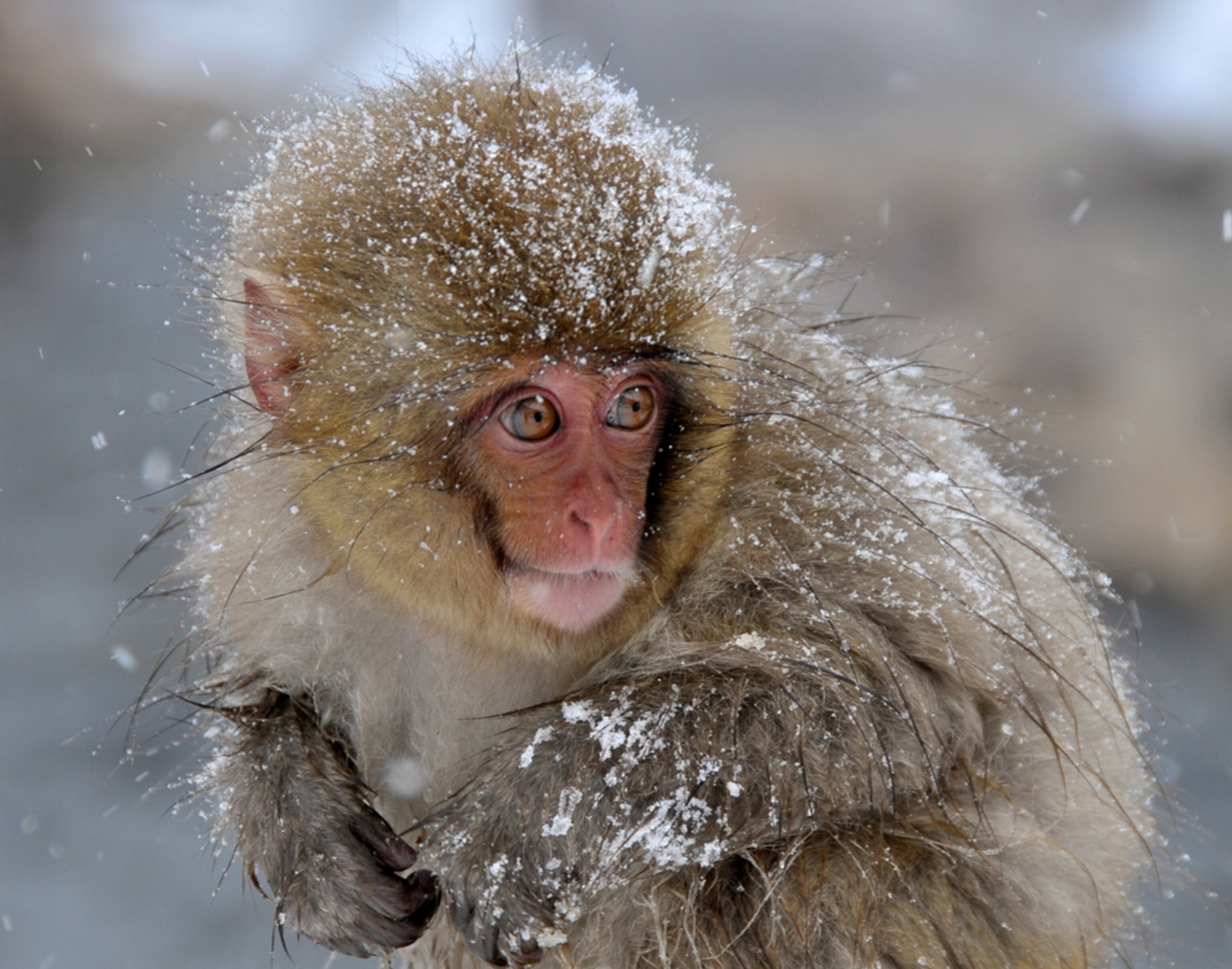 Swimmers at the South Atlantic Gyre garbage patch.