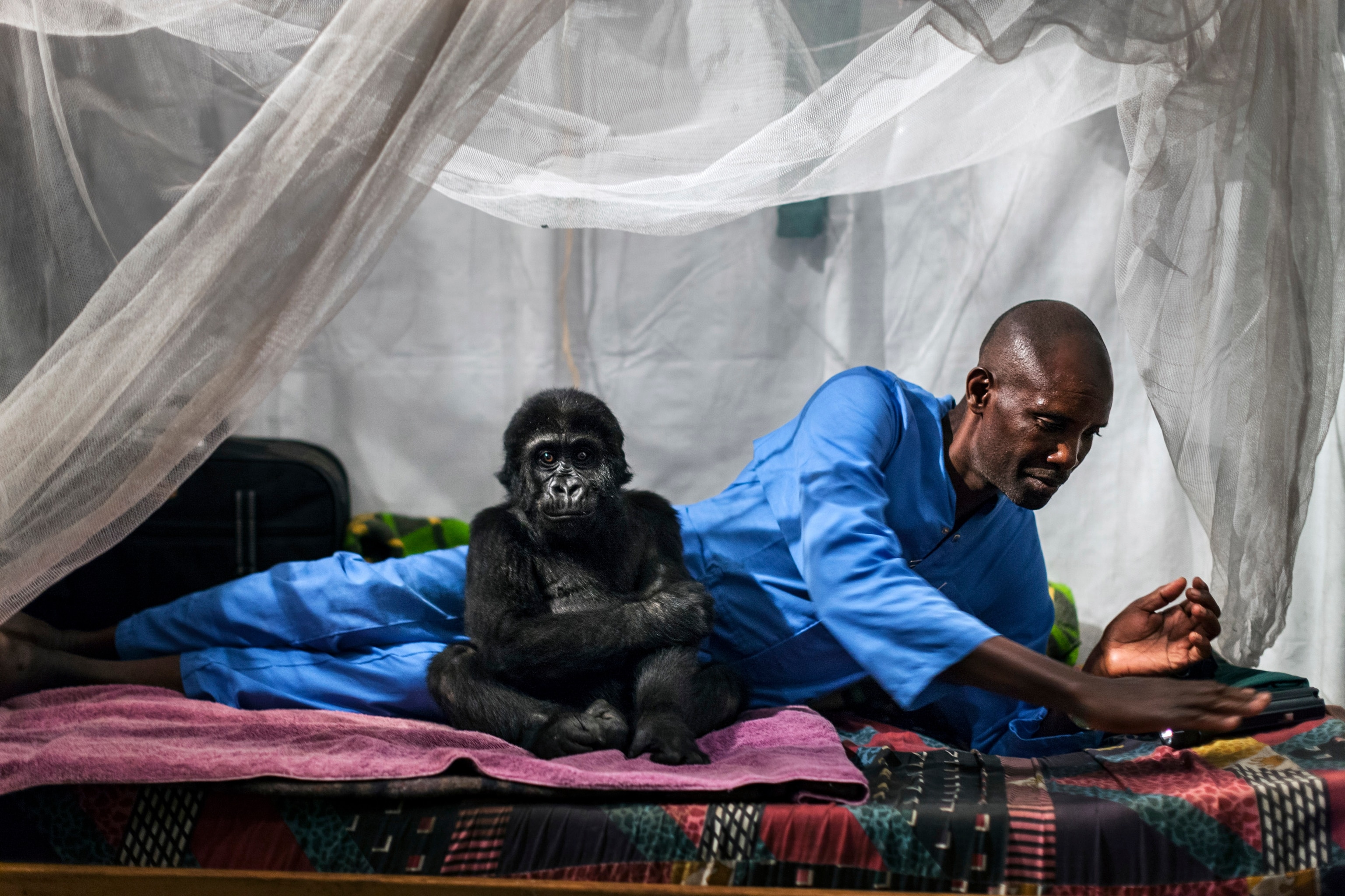 A caretaker laying on a bed with a baby gorilla