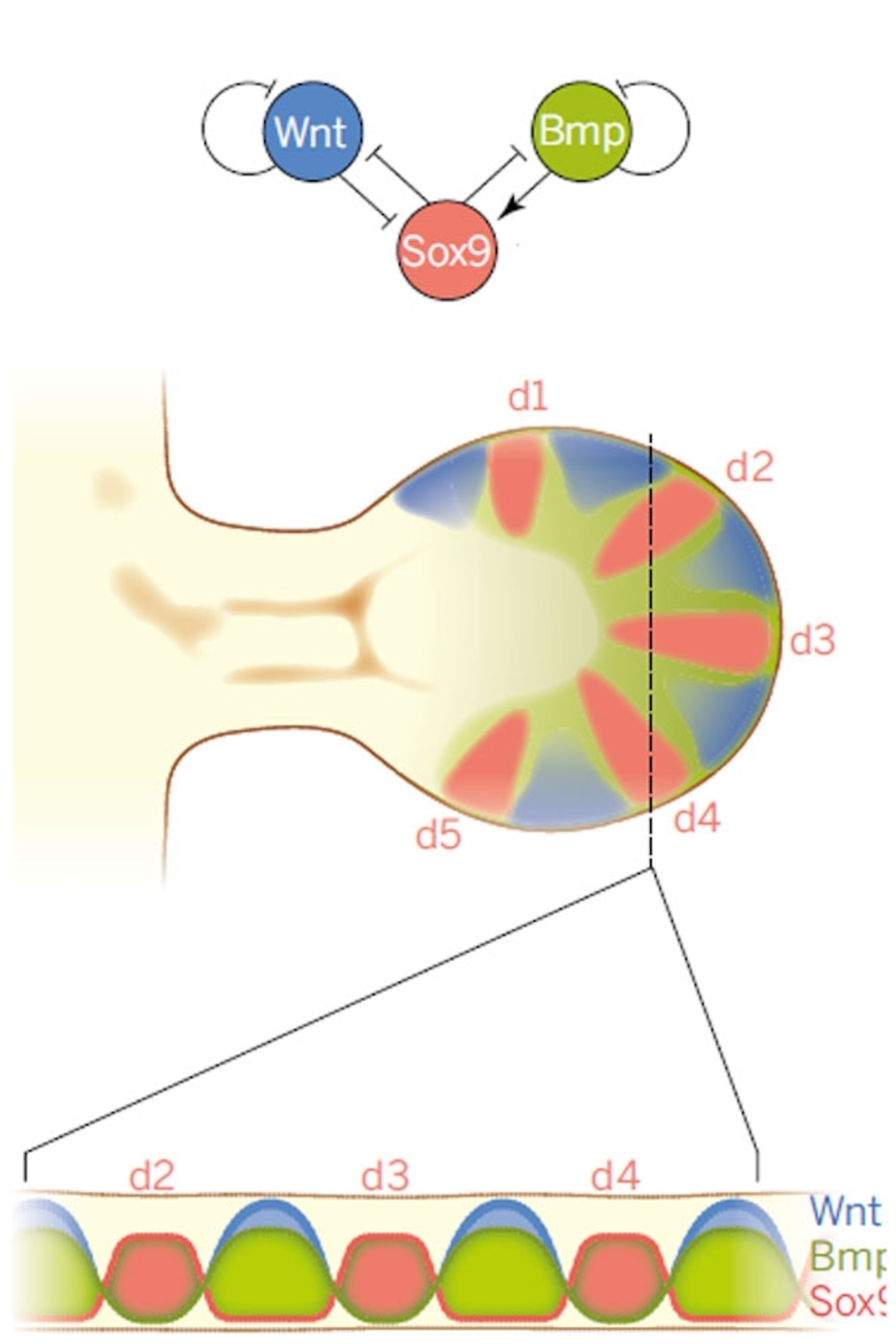 Sox9, Wnt and Bmp interact in a developing limb. The arrows mean that one molecule is activating another. The T-shaped line means that one is blocking another.