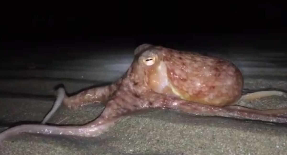 Why Dozens of Octopuses Marched Out of the Sea