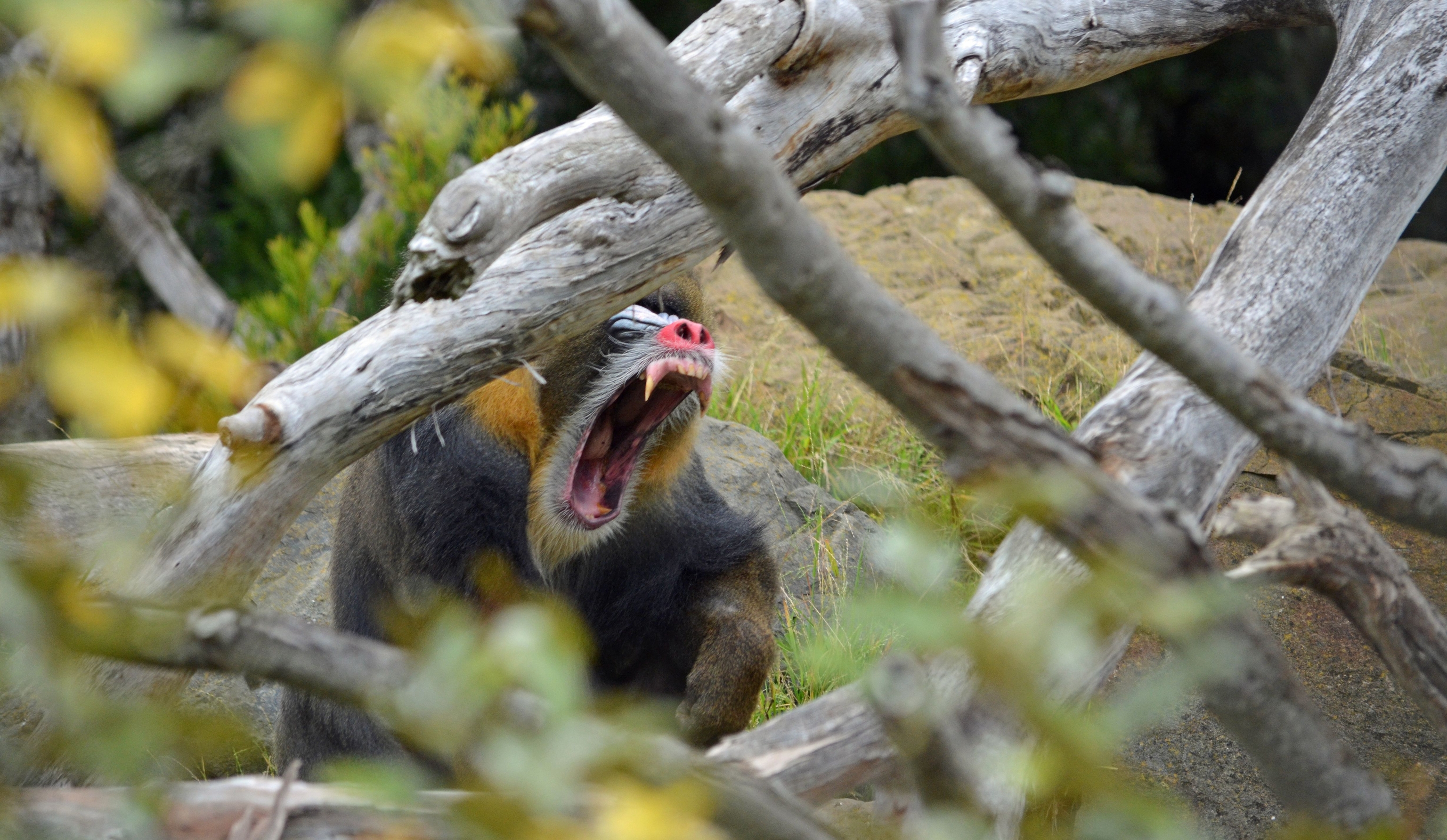 Mandrill Baboon Habitat Mandrill Baboon Habitat
