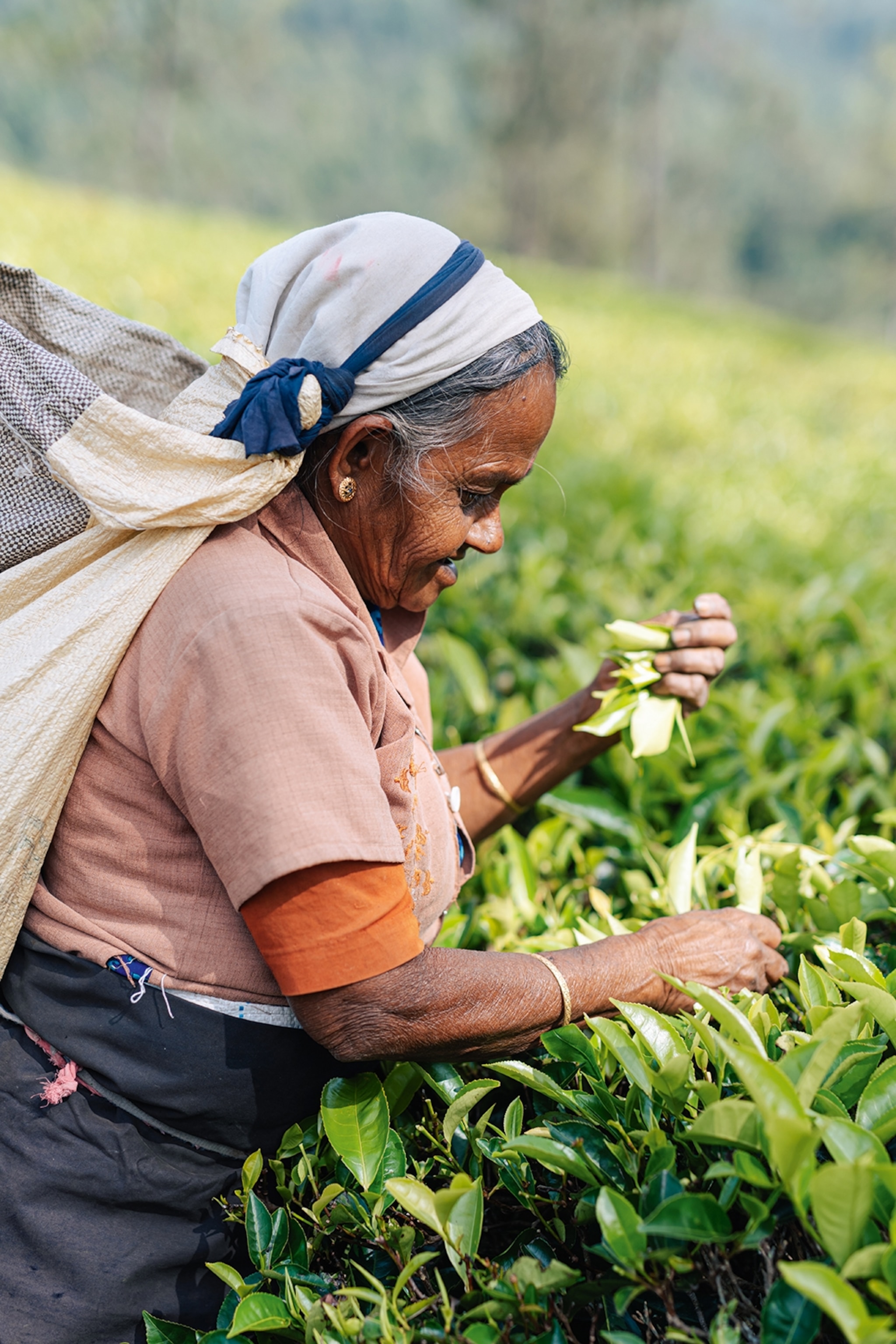 A portrait of an elderly, local woman in profile as she handpicks tea leaves from a bush.