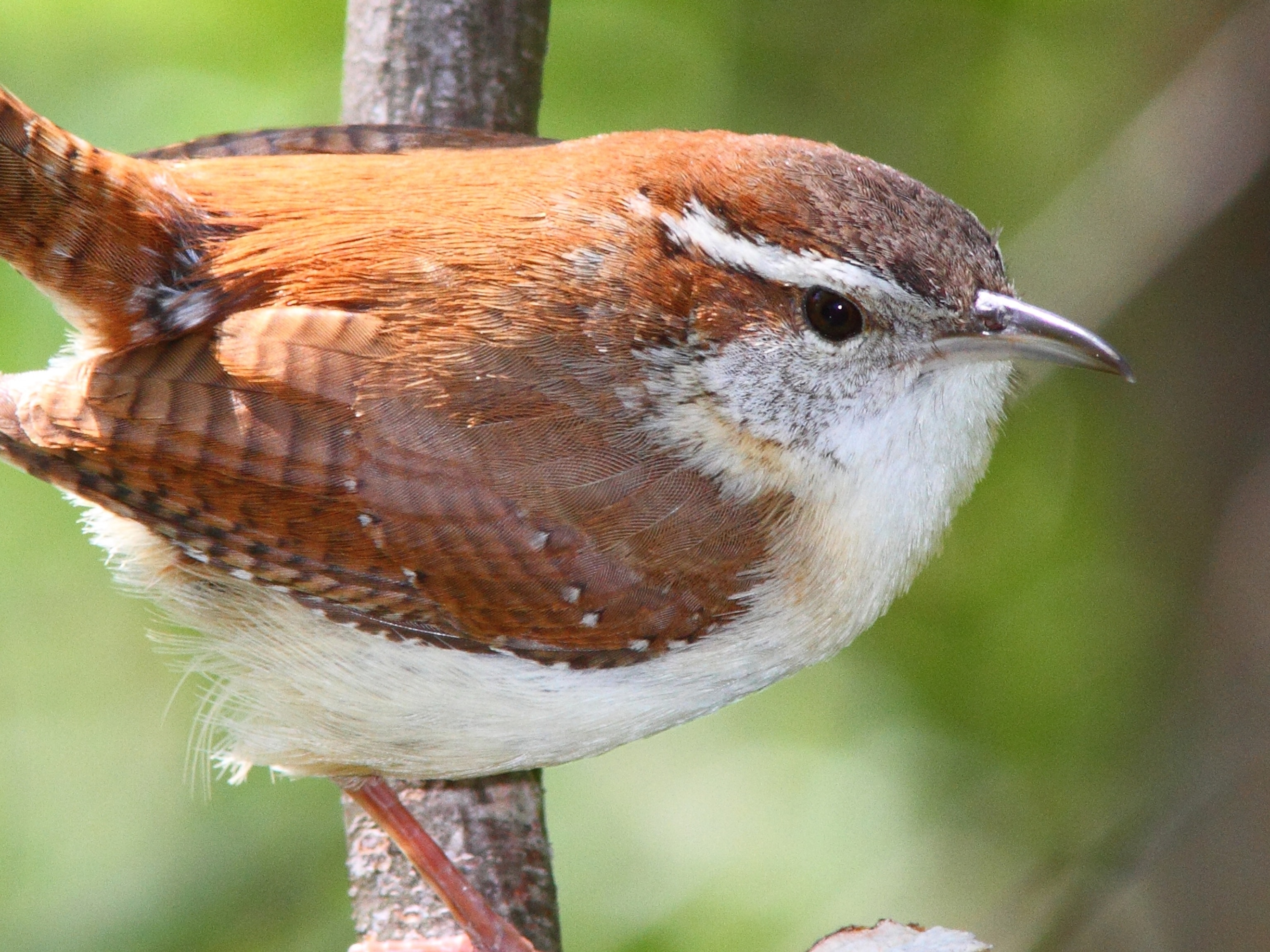 Types Of Wrens