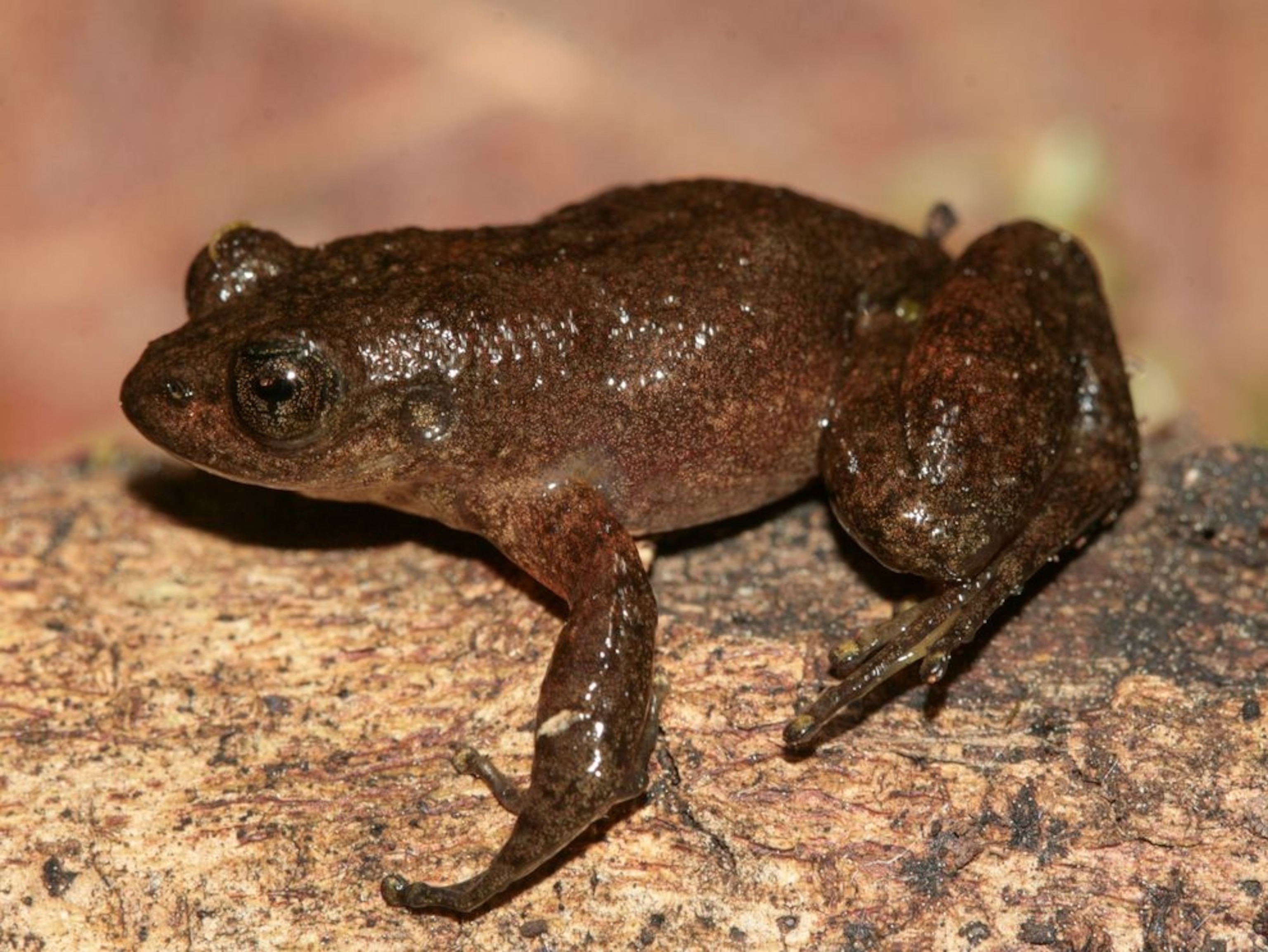 a frog with a fungus in Madagascar