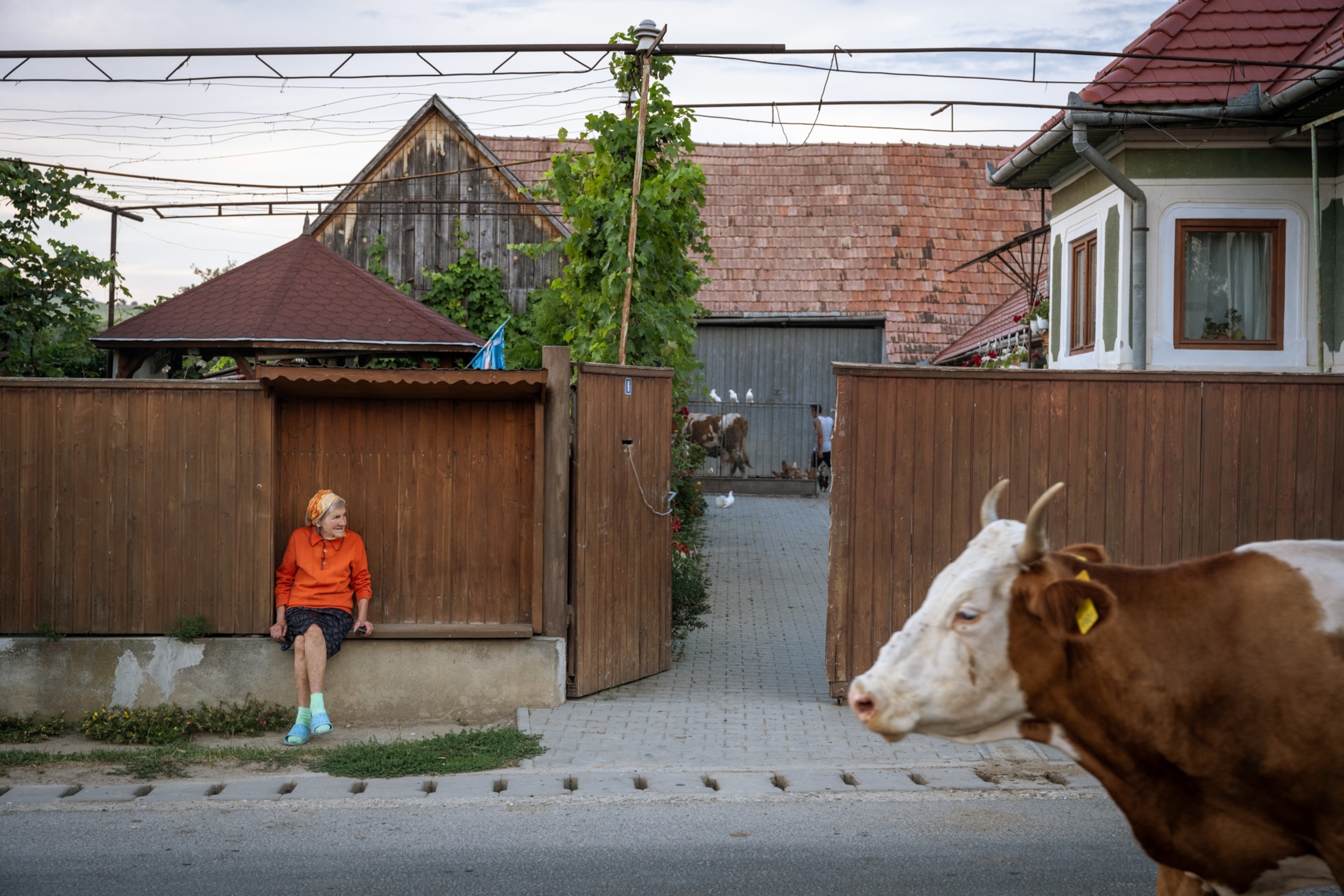 A woman in orange sits on the side of the street watching a cow stroll by.