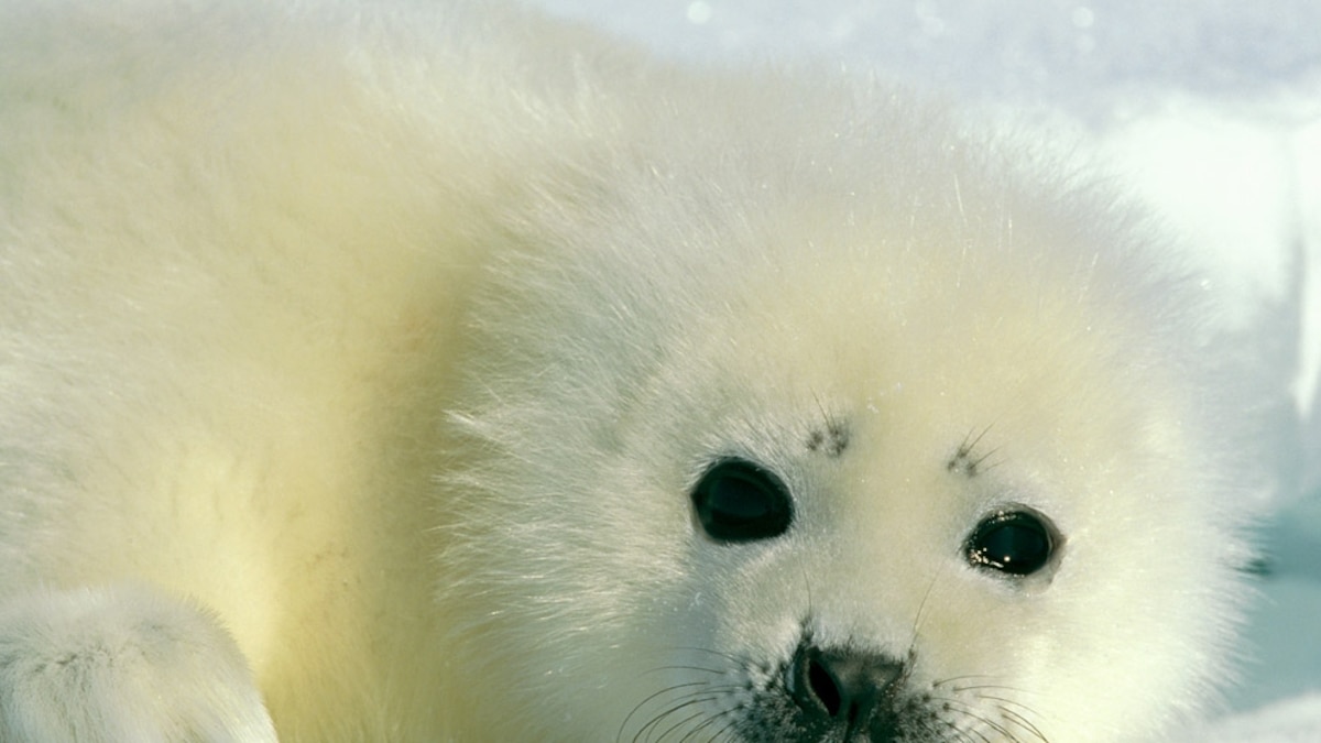 Baby Animal Pictures - Animal Wallpapers - National Geographic