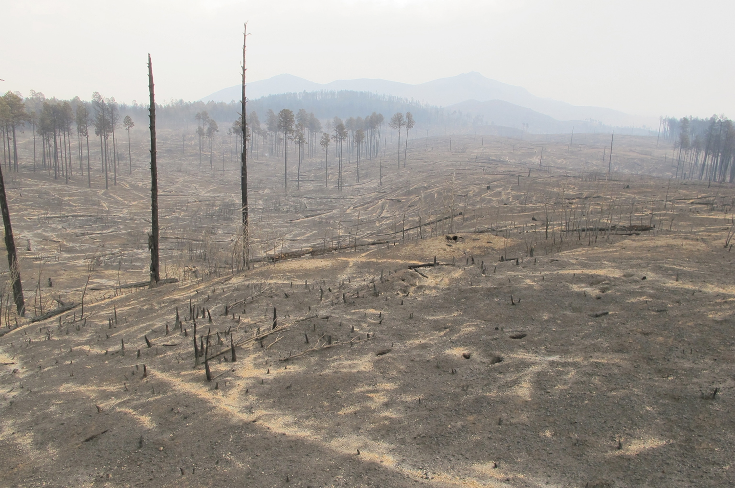 Before Photo: Wind erosion, Las Conchas Fire, 10 months post-burn