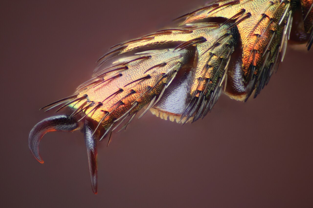 Dicerca-alni.jpg?w=1280&h=853