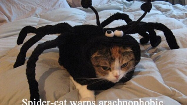 Does Whatever A Spider Can A Gallery