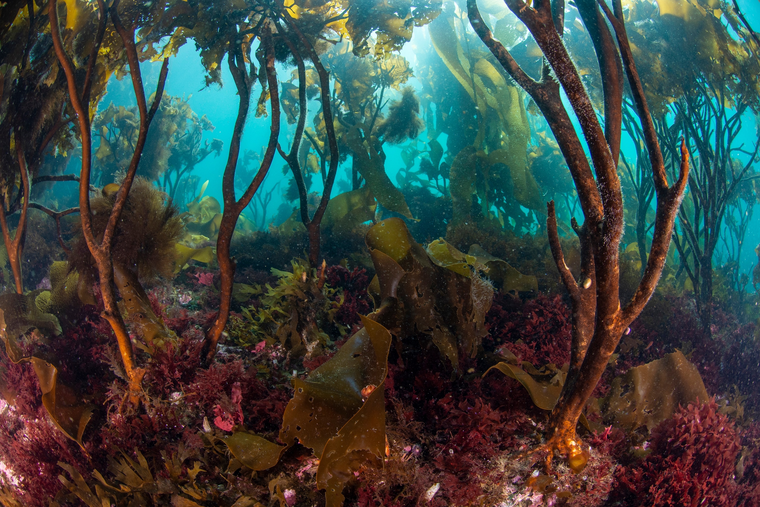 A Lessonia kelp forest in the waters of Tierra del Fuego.