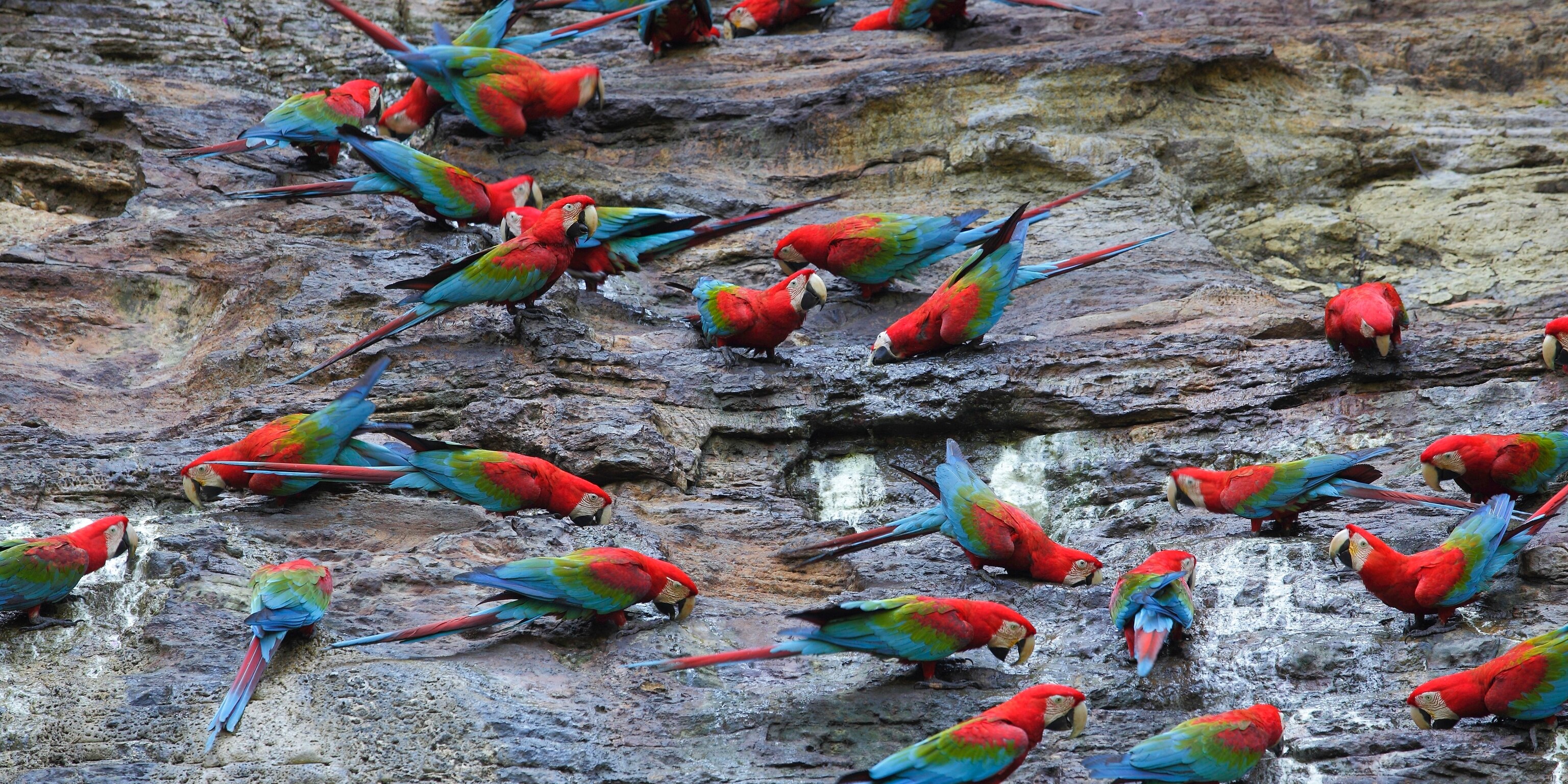 macaws national geographic macaws national geographic