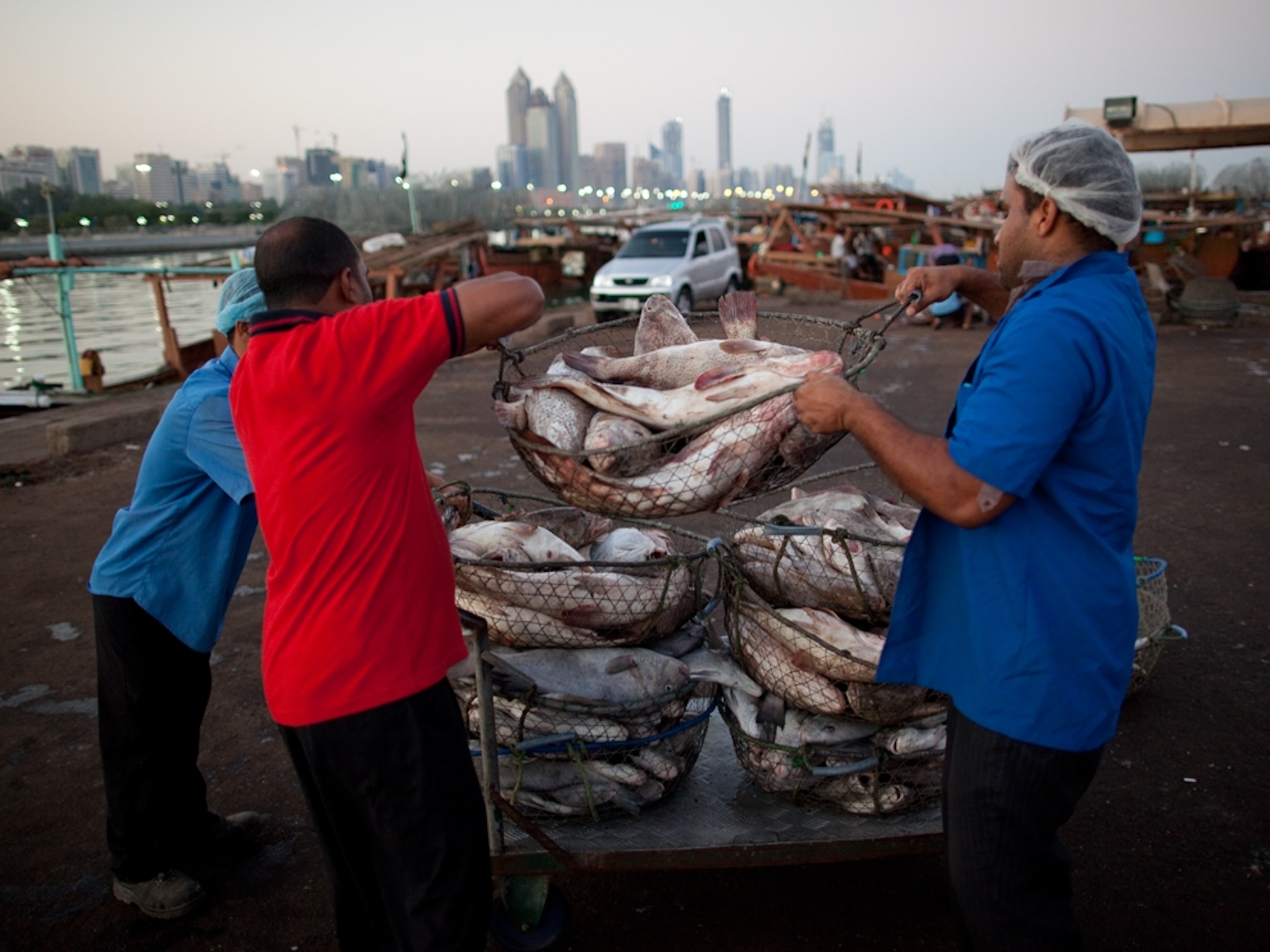 Men place fish in baskets for delivery to a fish market