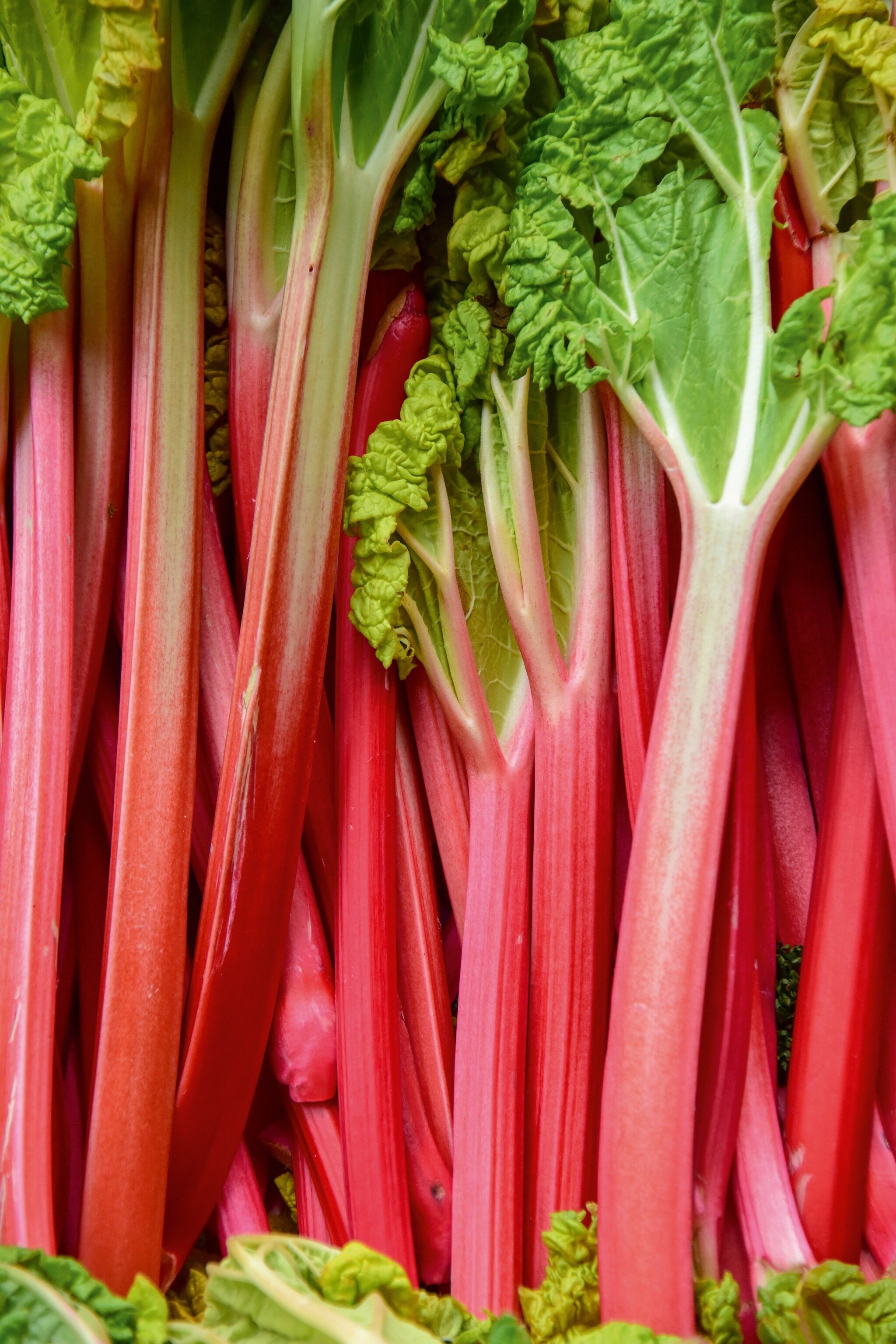 Vibrant stalks of fresh rhubarb.