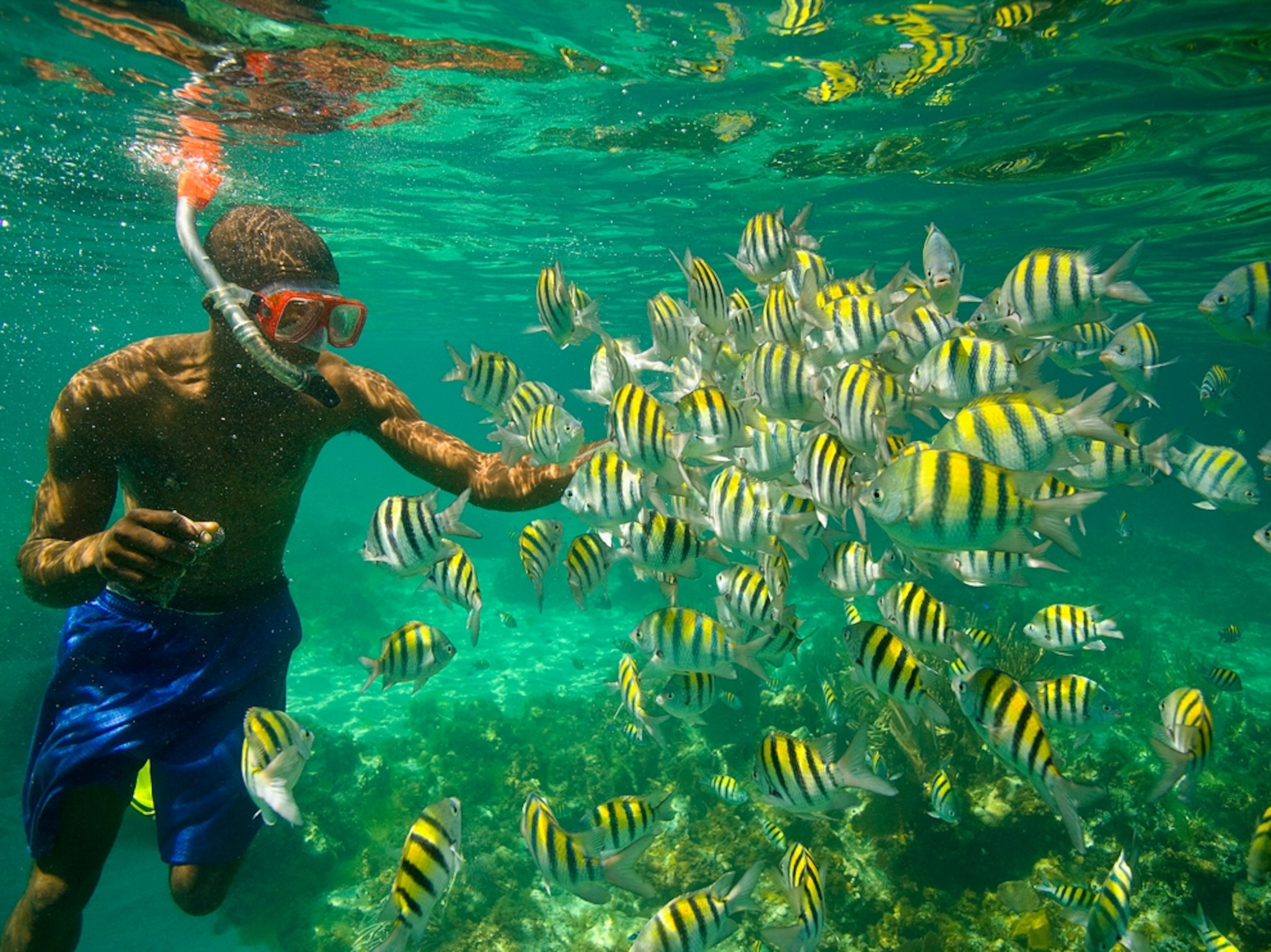 Snorkeler watches sergeant major fish, Jamaica