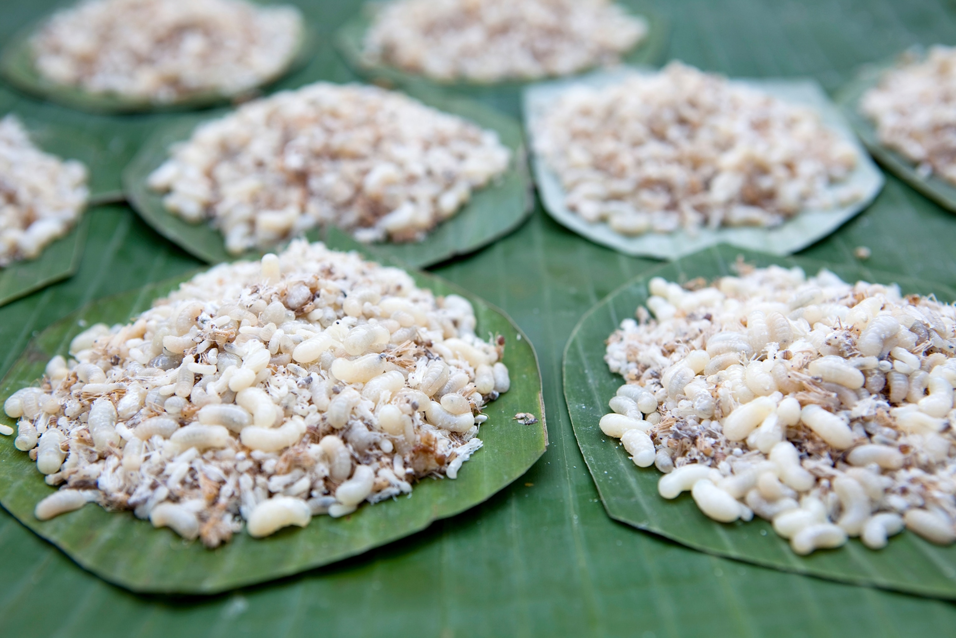 ant eggs in Lampang, Thailand