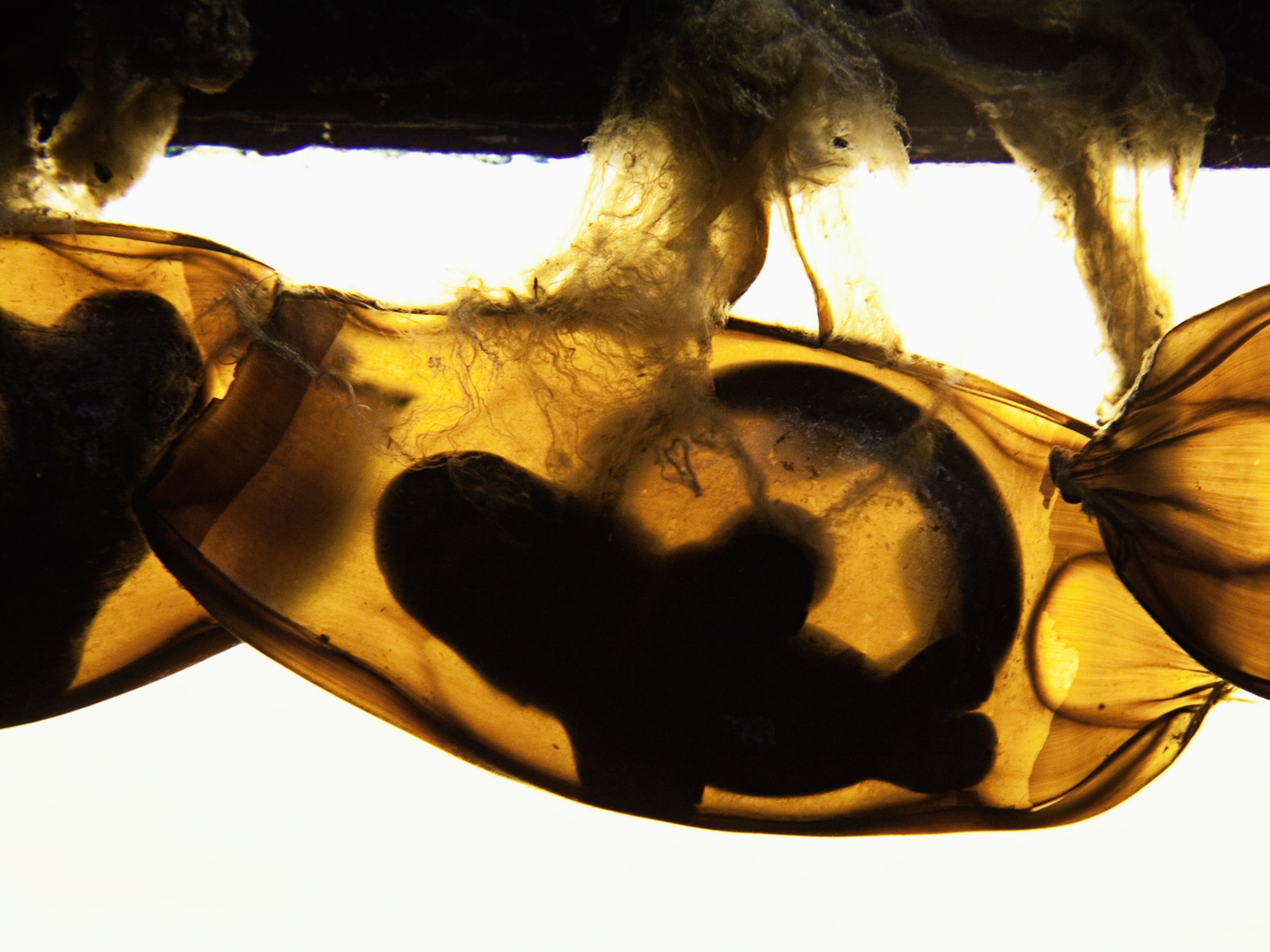 Bamboo Shark Egg Stages