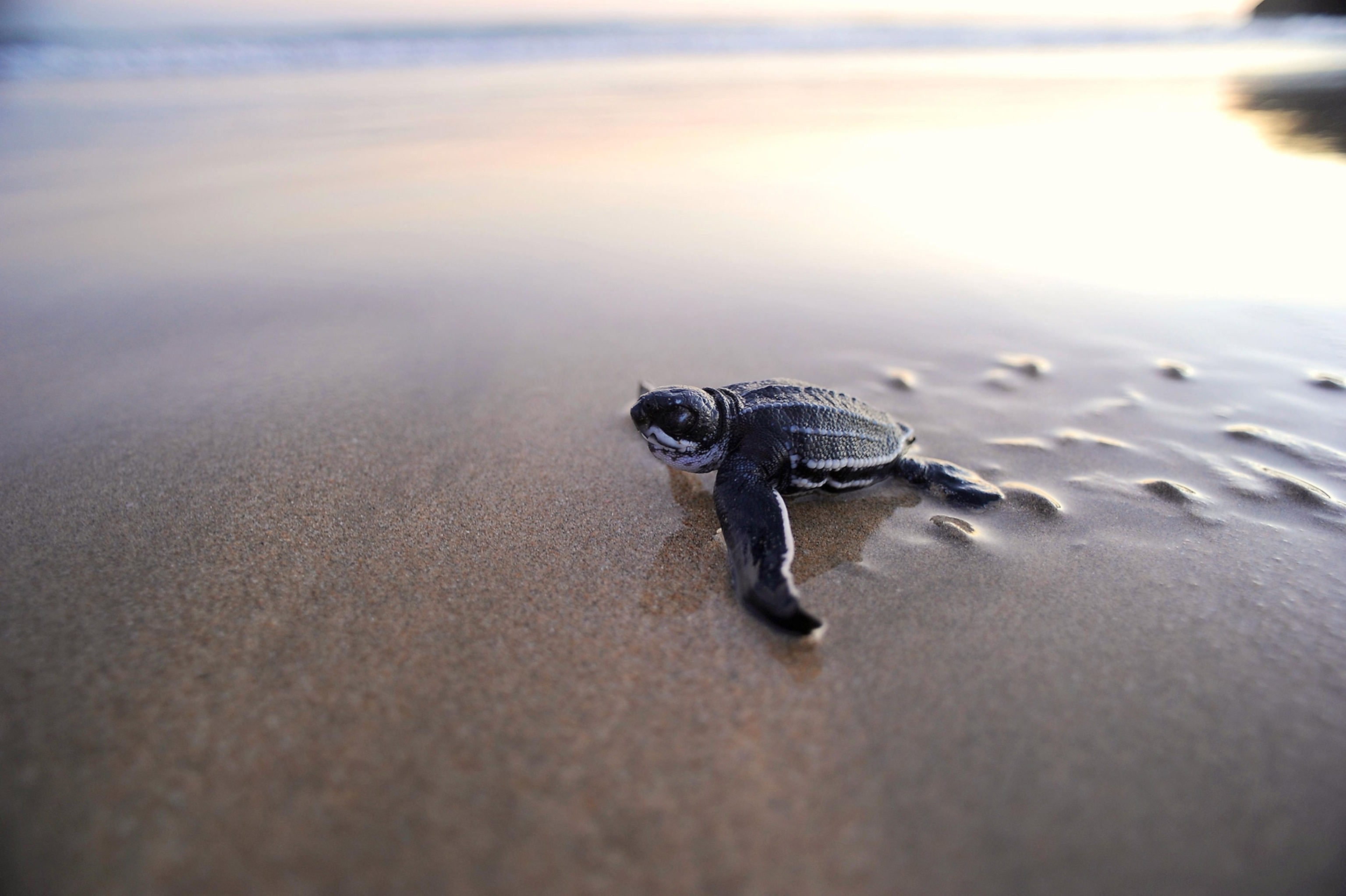 A small turtle on a wet sandy beach in soft light