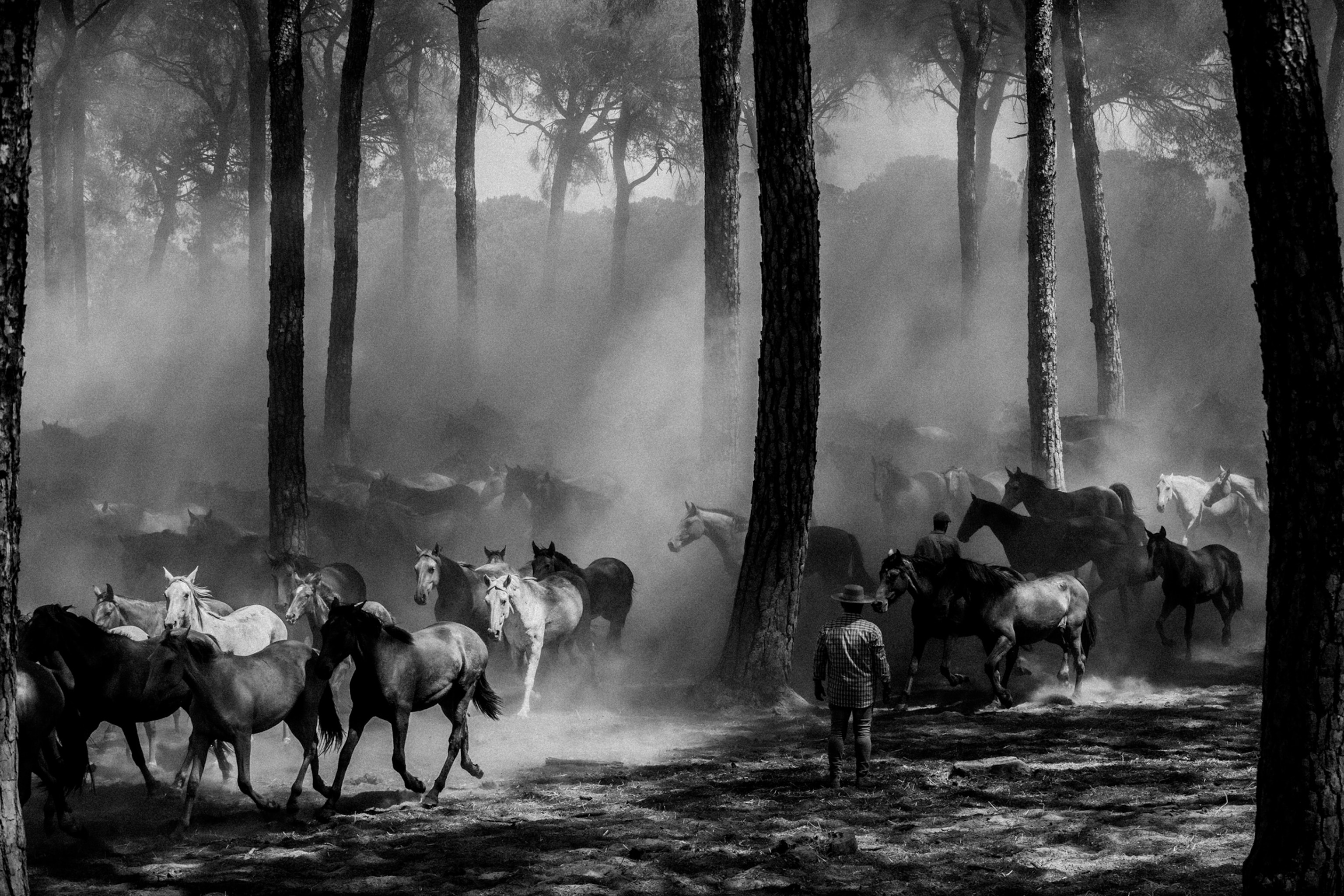 Horses run amongst trees with sunlight filtering through