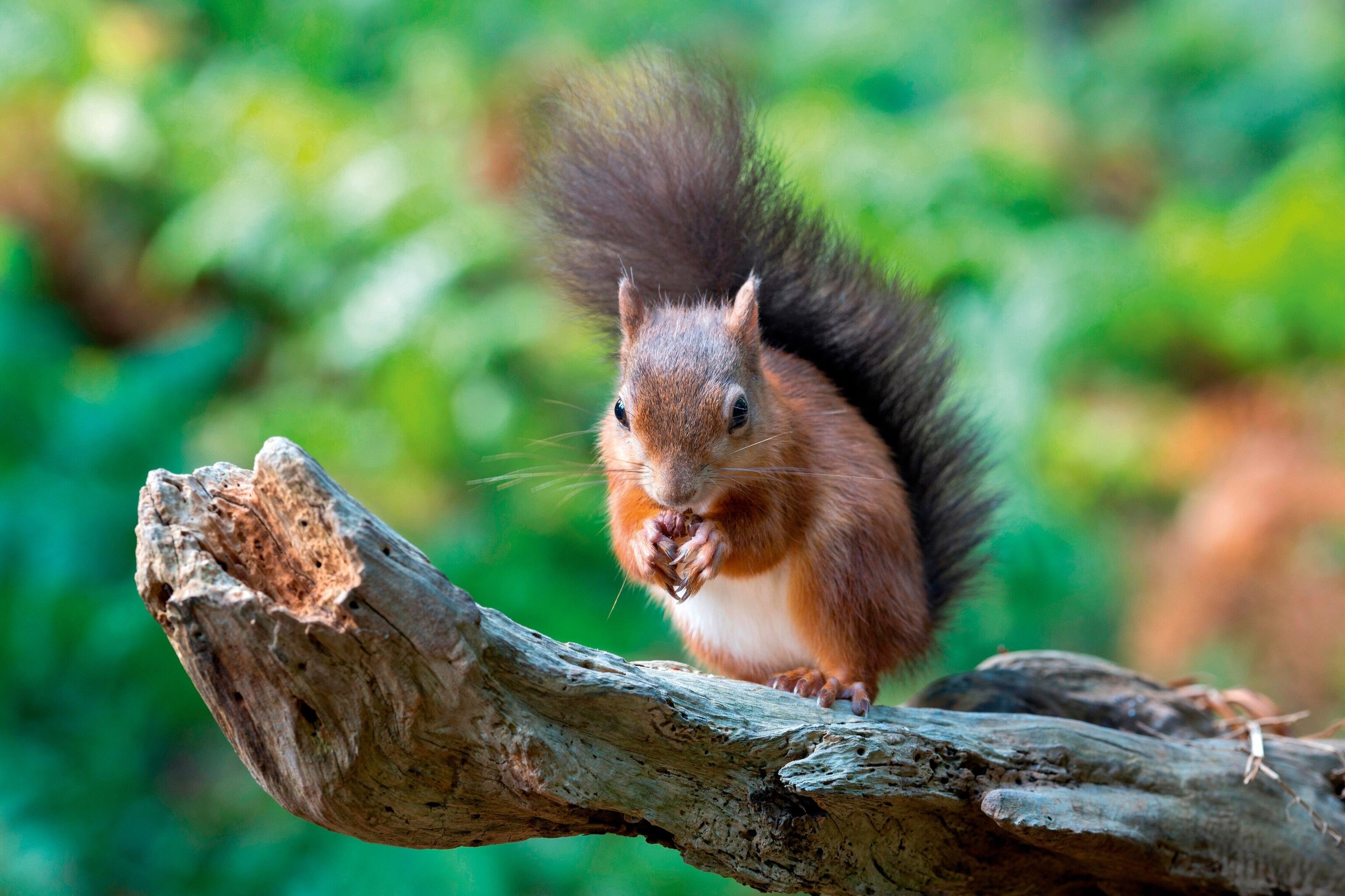 Red squirrels
