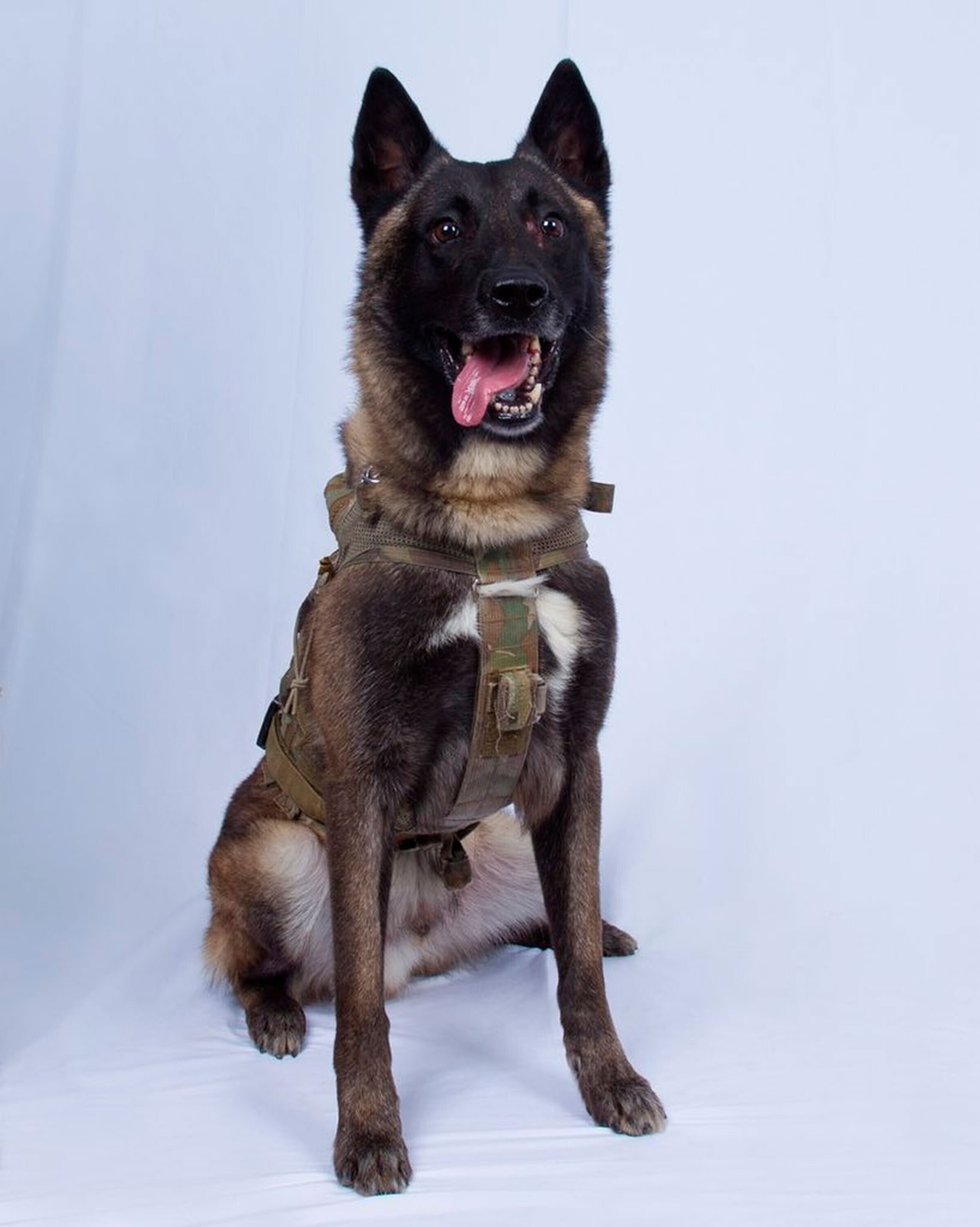 a military working dog