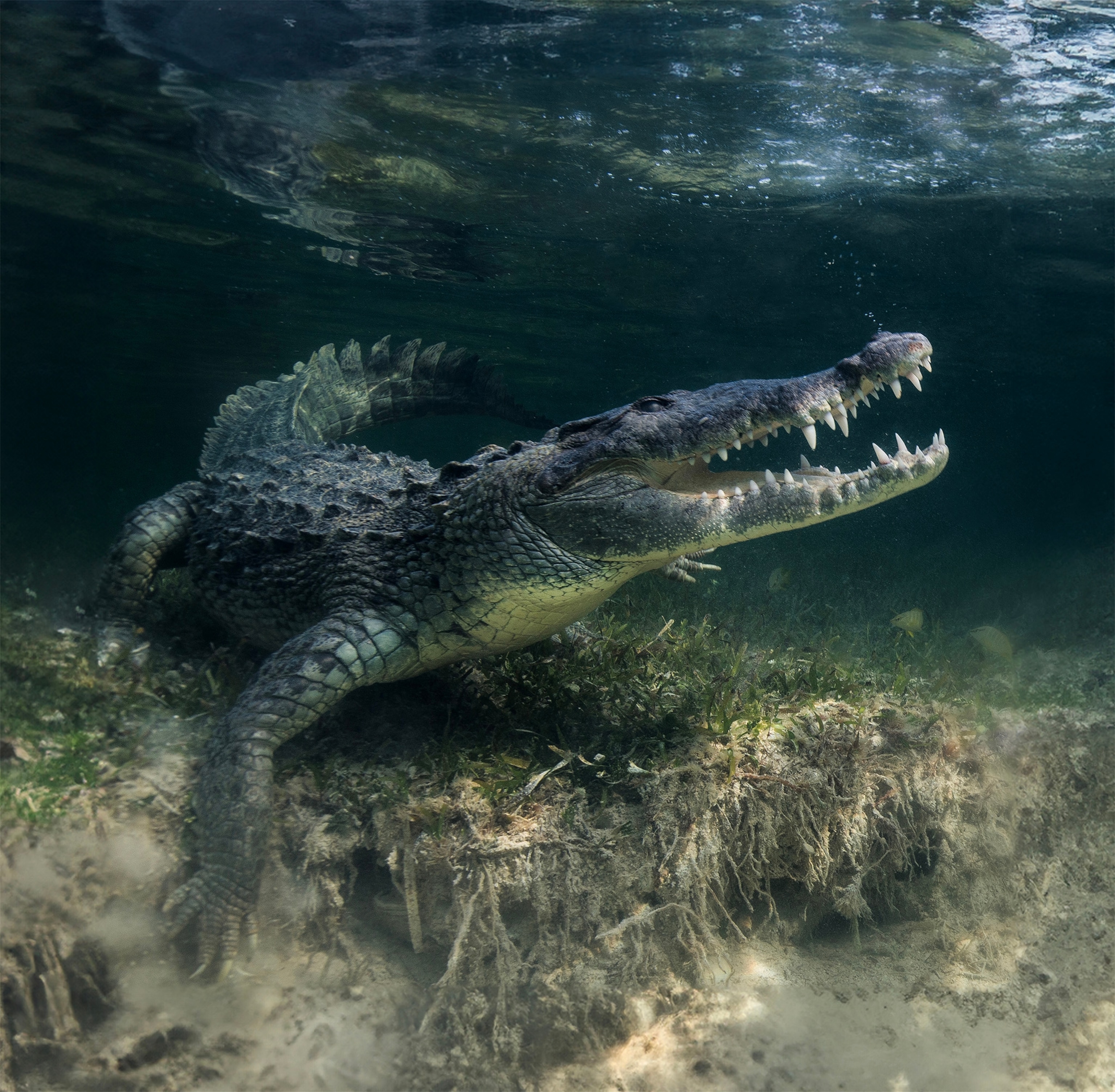 A crocodile underwater with it's mouth open.