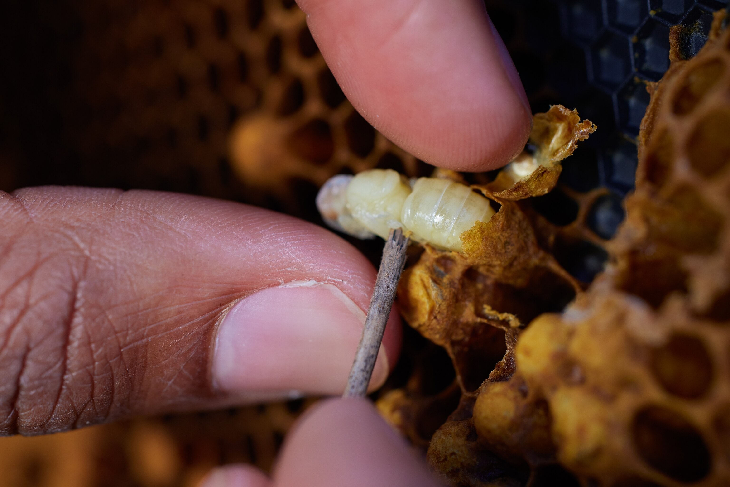 Ramsey evaluates the health of brood by opening capped brood cells to assess disease pressure. These bees were healthy, including this one, an immature male. 