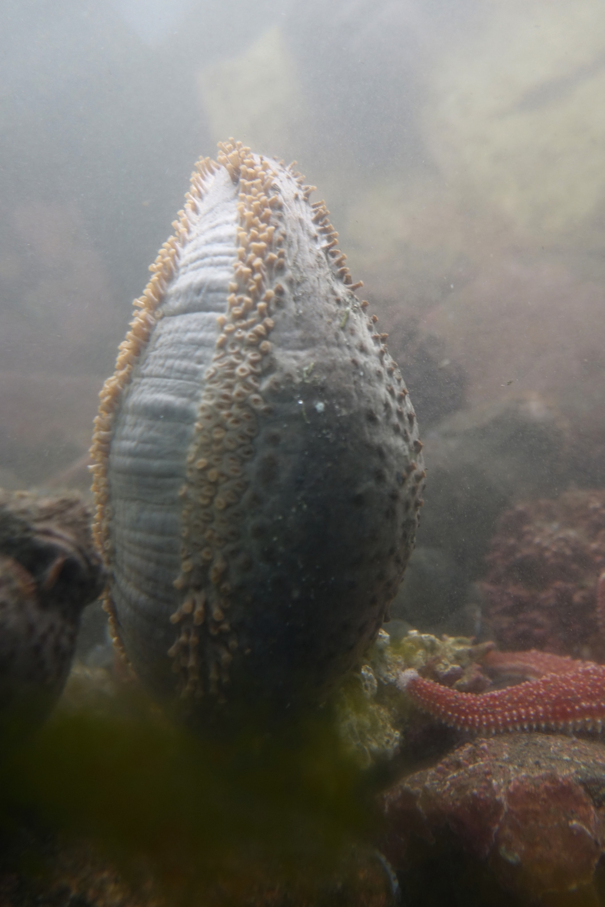 Sea cucumbers bloat themselves to zoom around the ocean