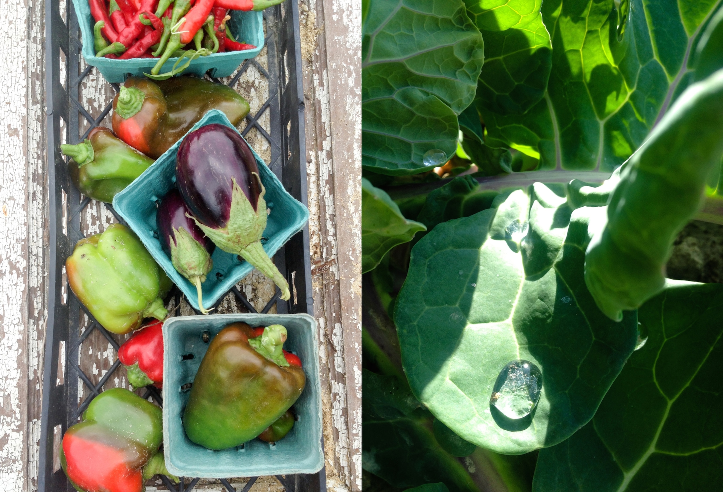 Photograph by Jasmine Wiggins