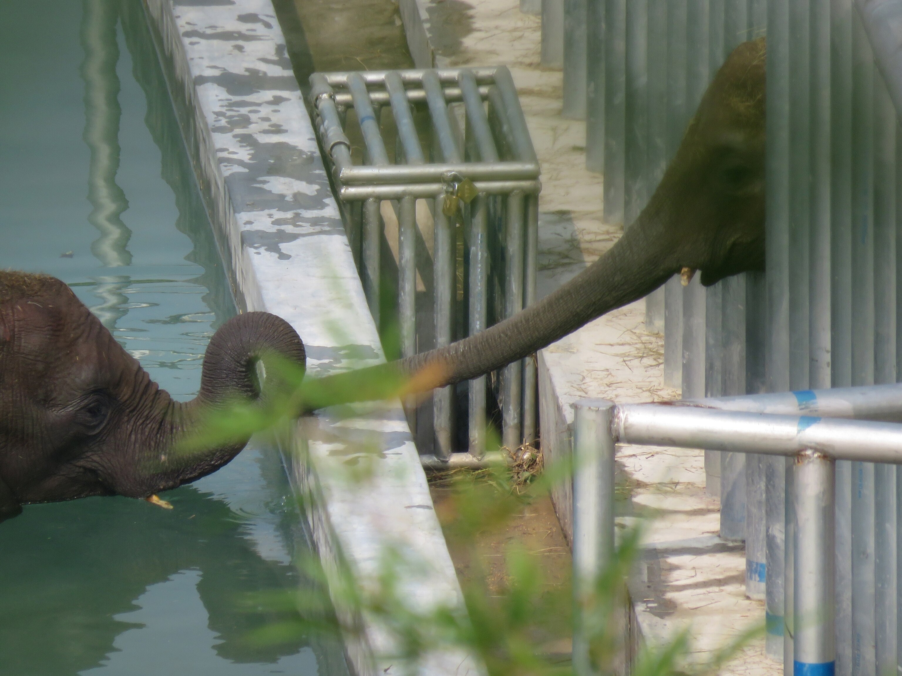 male is reaching his trunk to the female