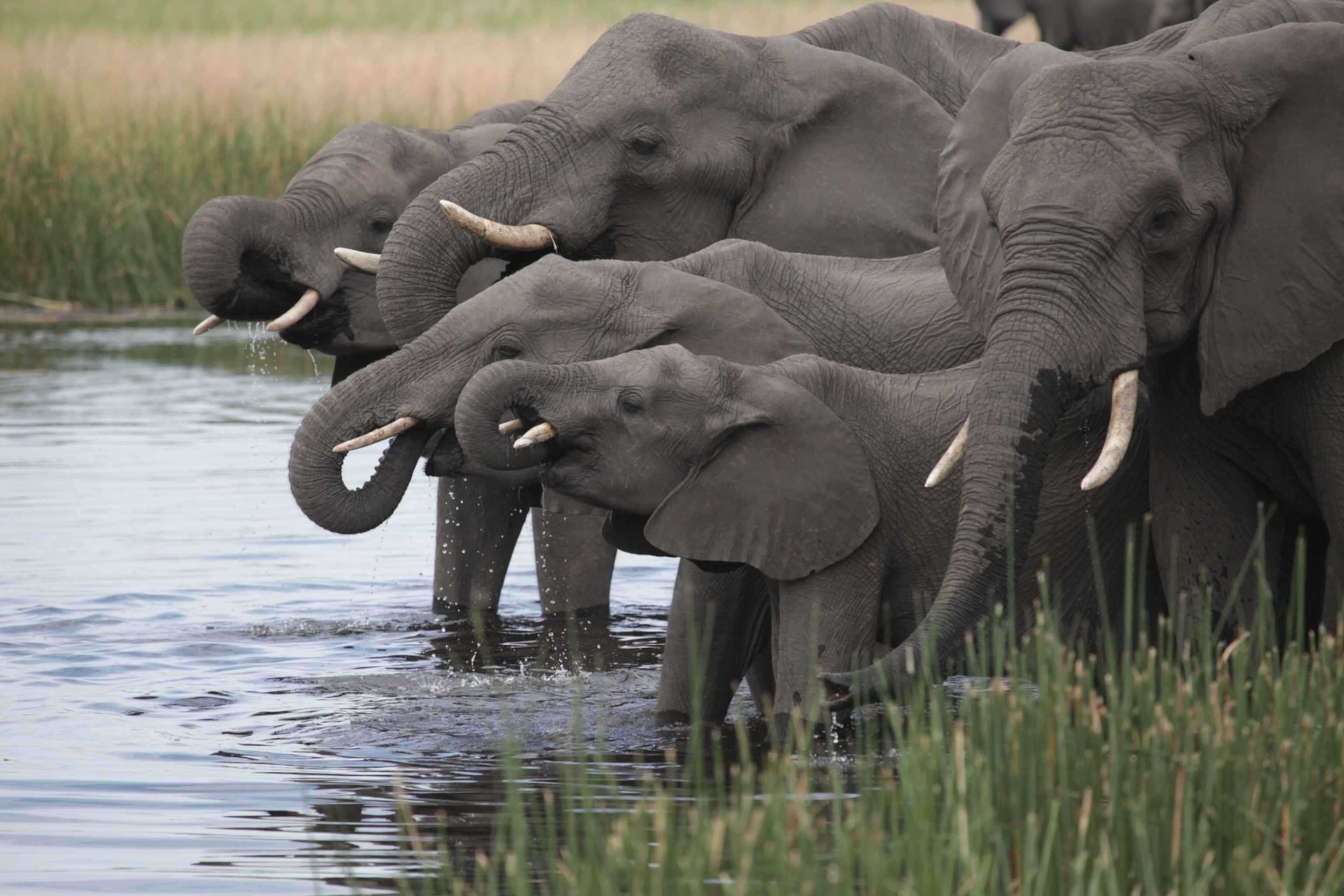 A family of elephants take a morning drink at the Selinda Game Reserve in northern Botswana (Photo by Andrew Evans, National Geographic)