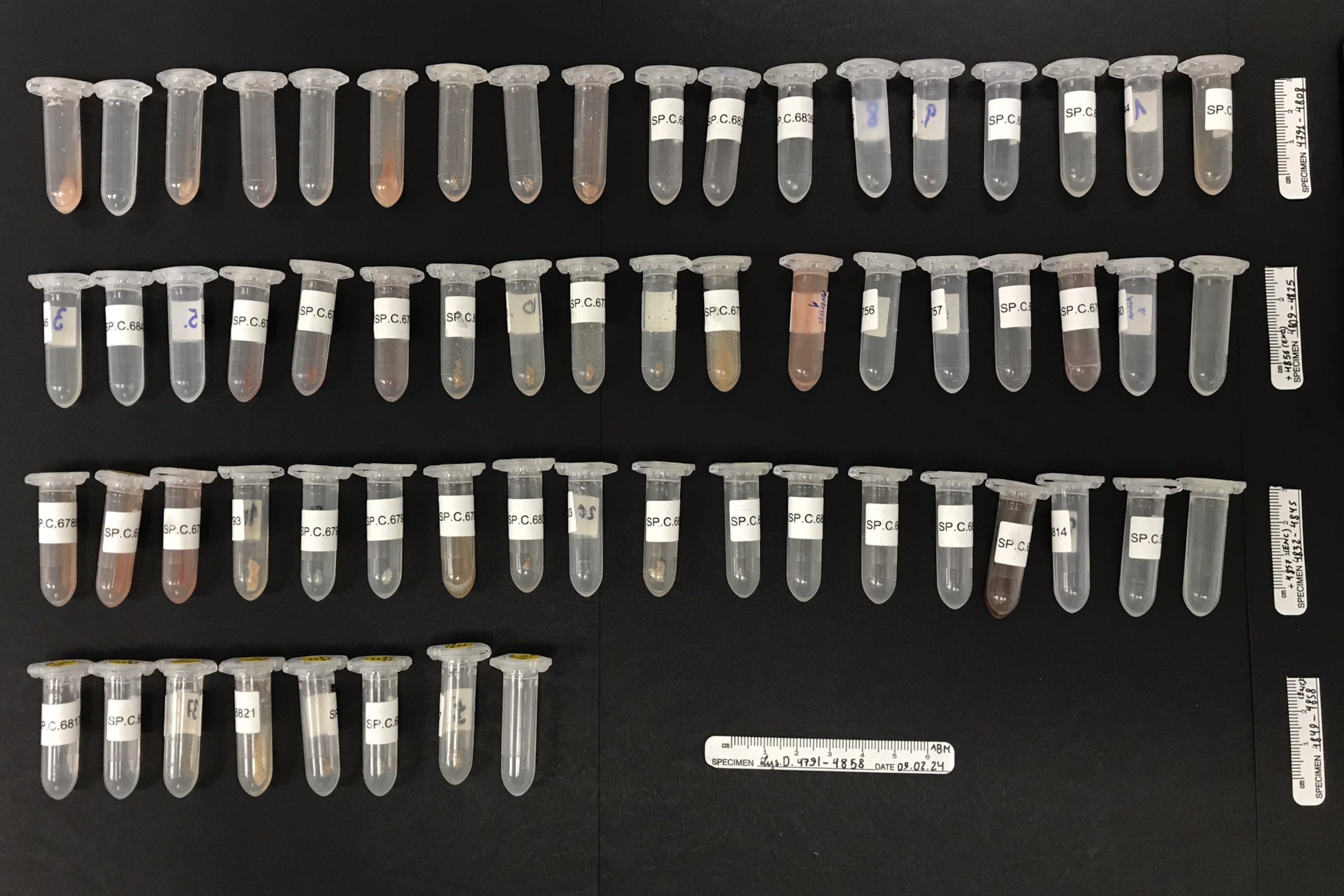 Rows of labeled microcentrifuge tubes with varying shades of brown liquid are arranged on a black surface, accompanied by small measuring scales.