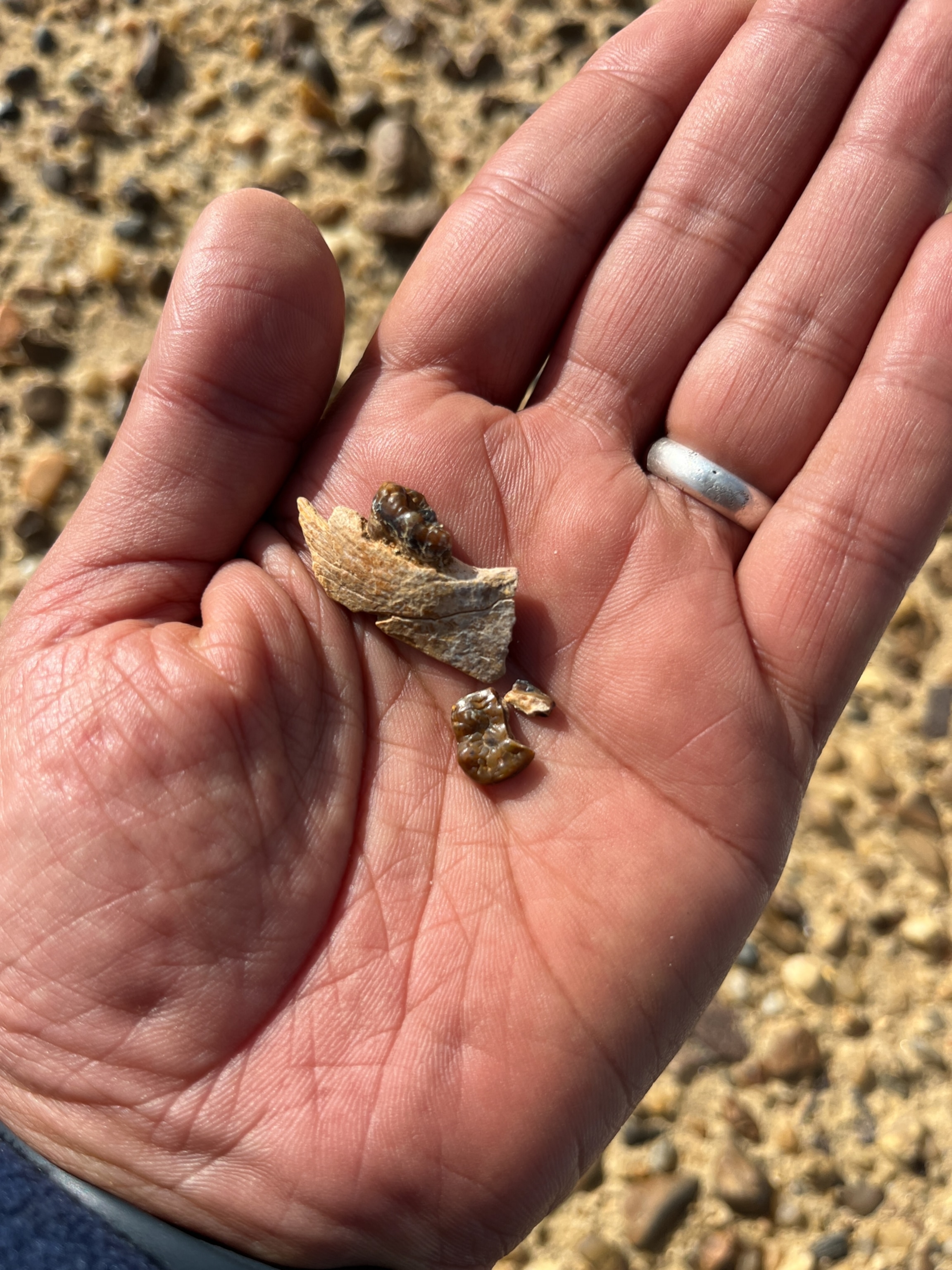 A hand with a silver ring holds small fossilized teeth and bone fragments against a pebbled background