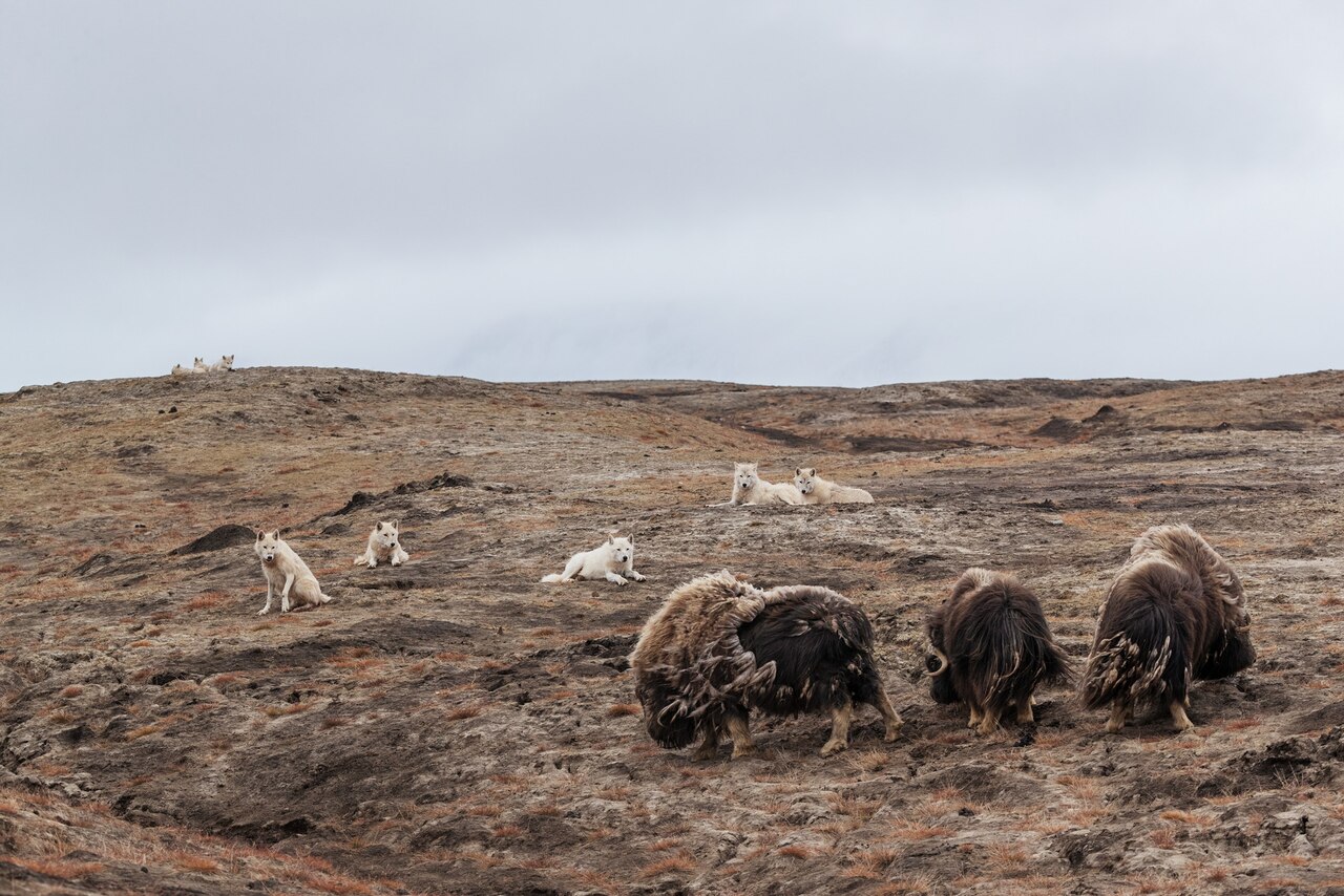 Место обитания популяция овцебыков белых медведей. Природный комплекс заповедника остров врангеля. Животные которые обитают в заповеднике остров врангеля. Заповедник «остров врангеля» (чукотка). Заповедник «остров врангеля» (чукотка).