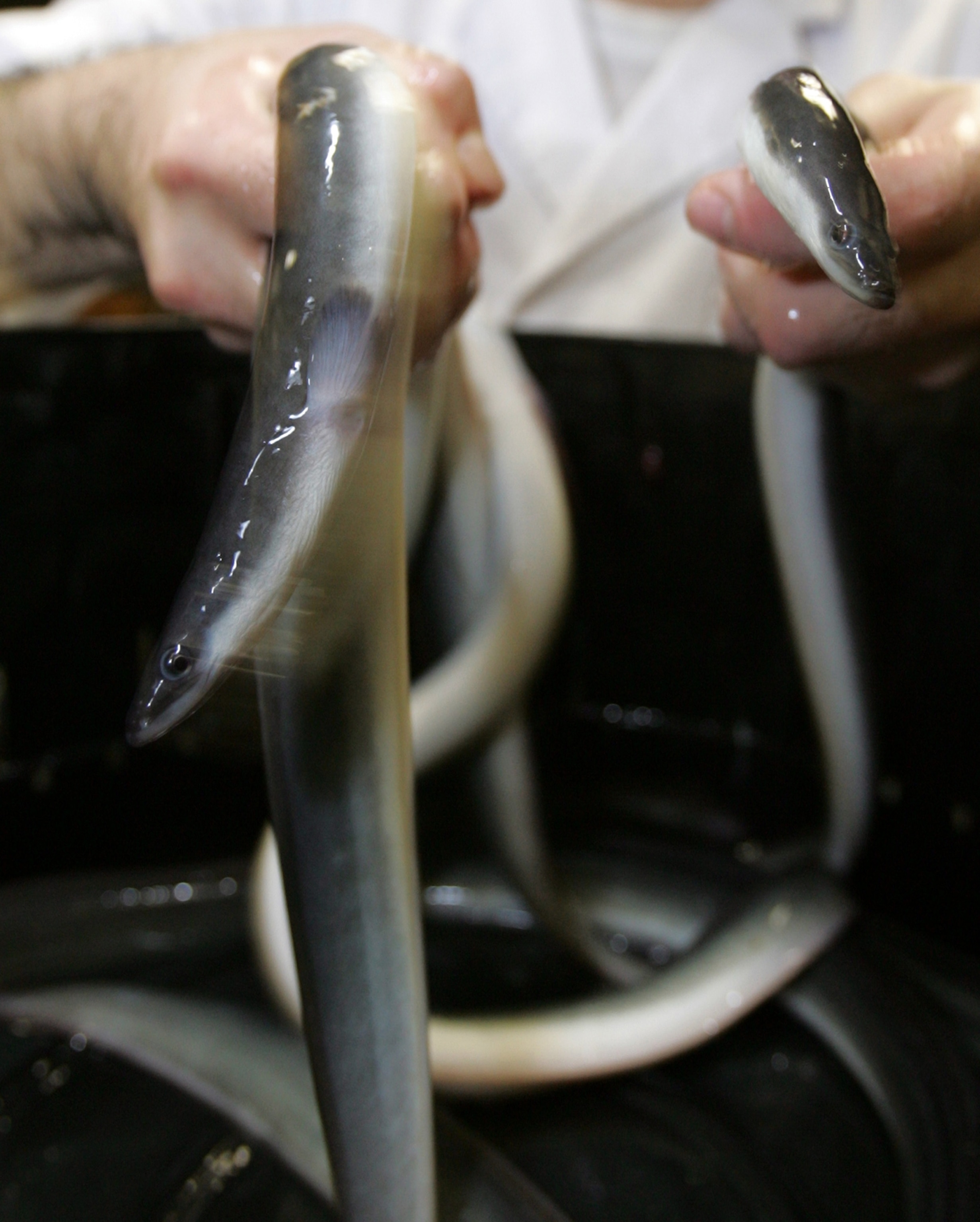 A person holds two eels.