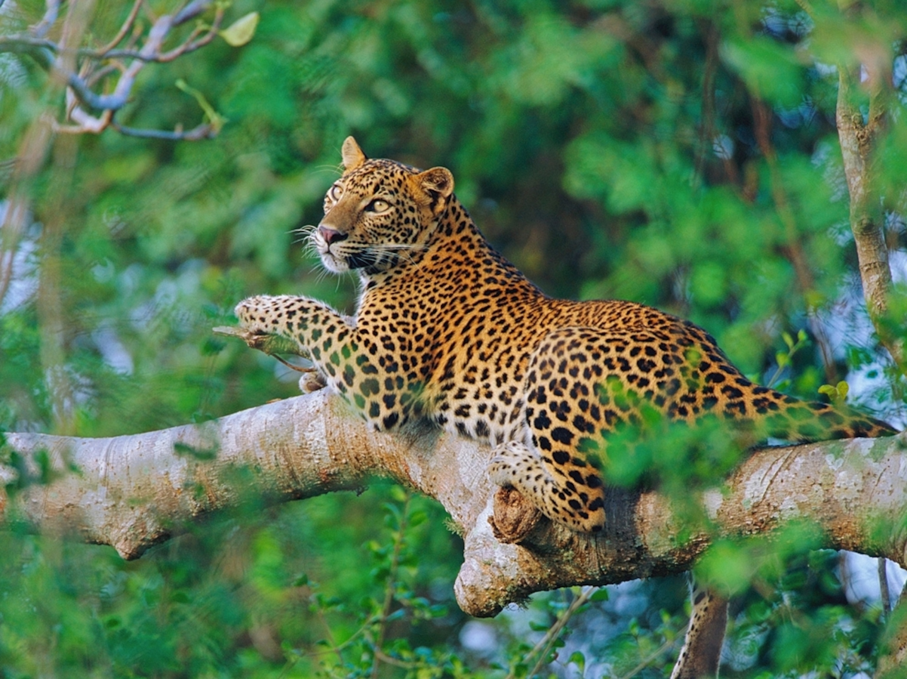 Leopard resting in tree