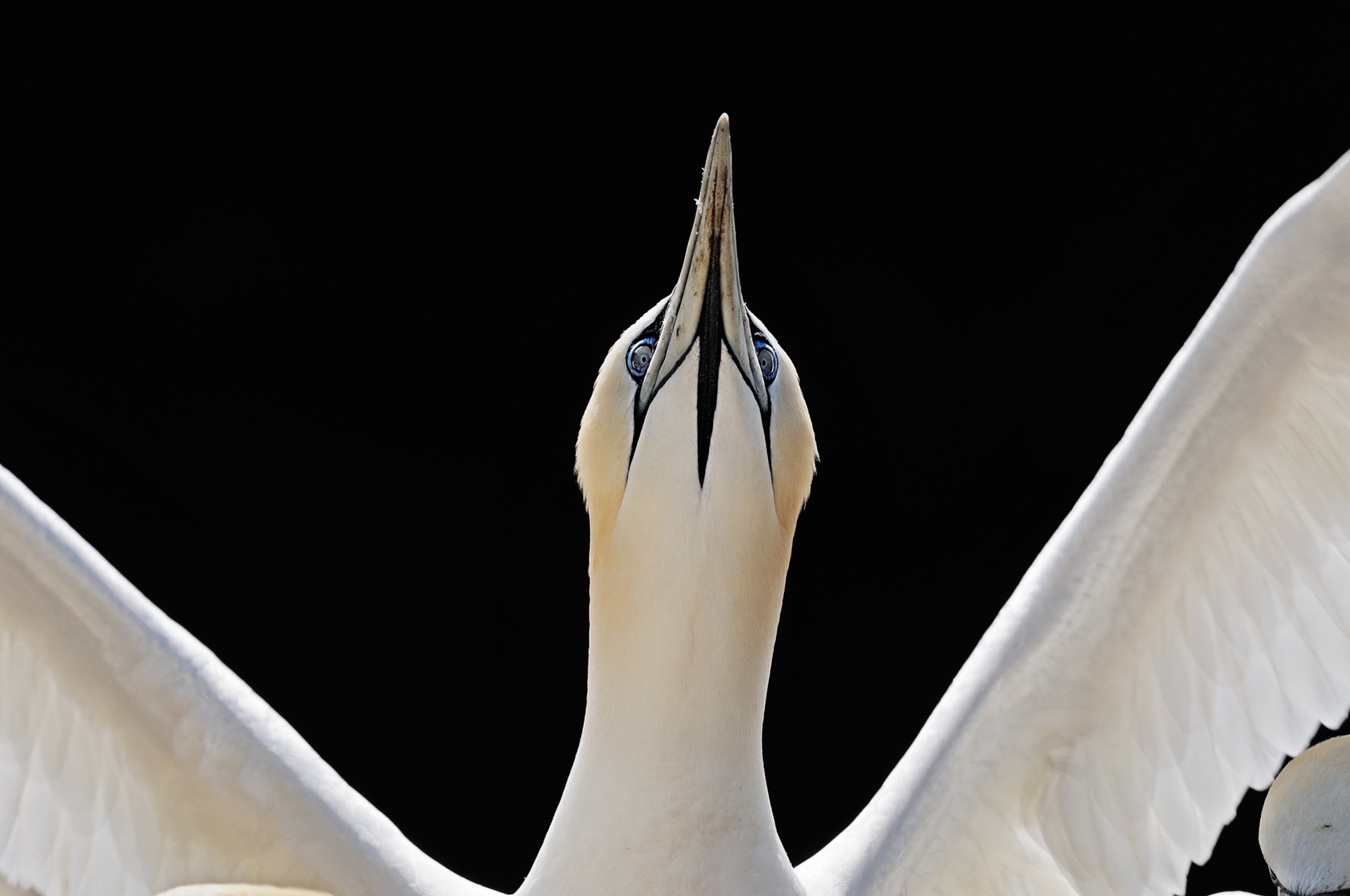 a northern gannet.