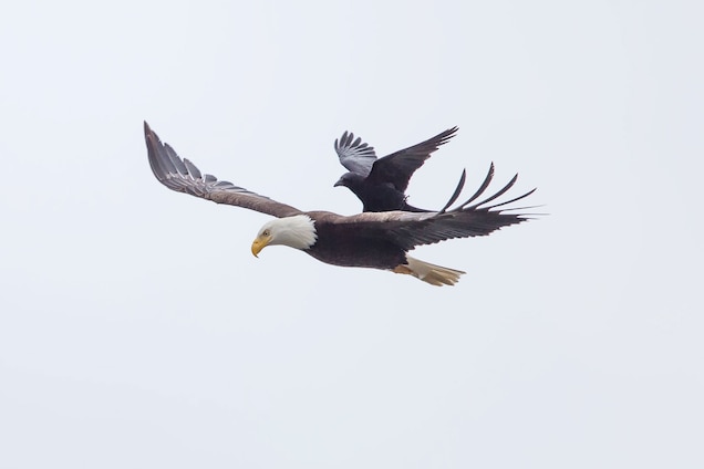 Not worth the eagle's attention, it ignores the crow surfing on its back. Photograph by Phoo Chan, Media Drum World
