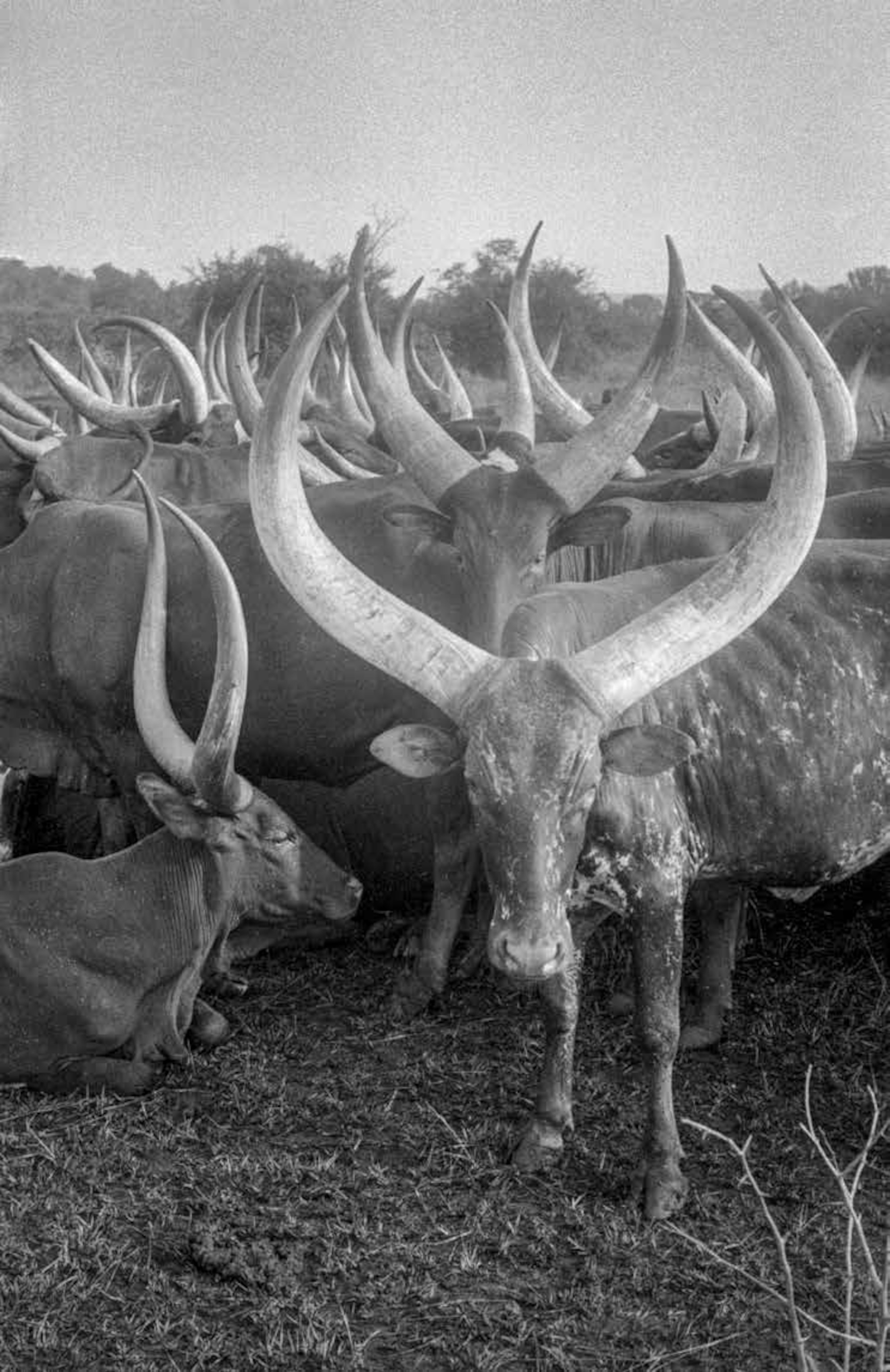 Ankole longhorn cattle of the Bahama tribesmen, Uganda, 1958