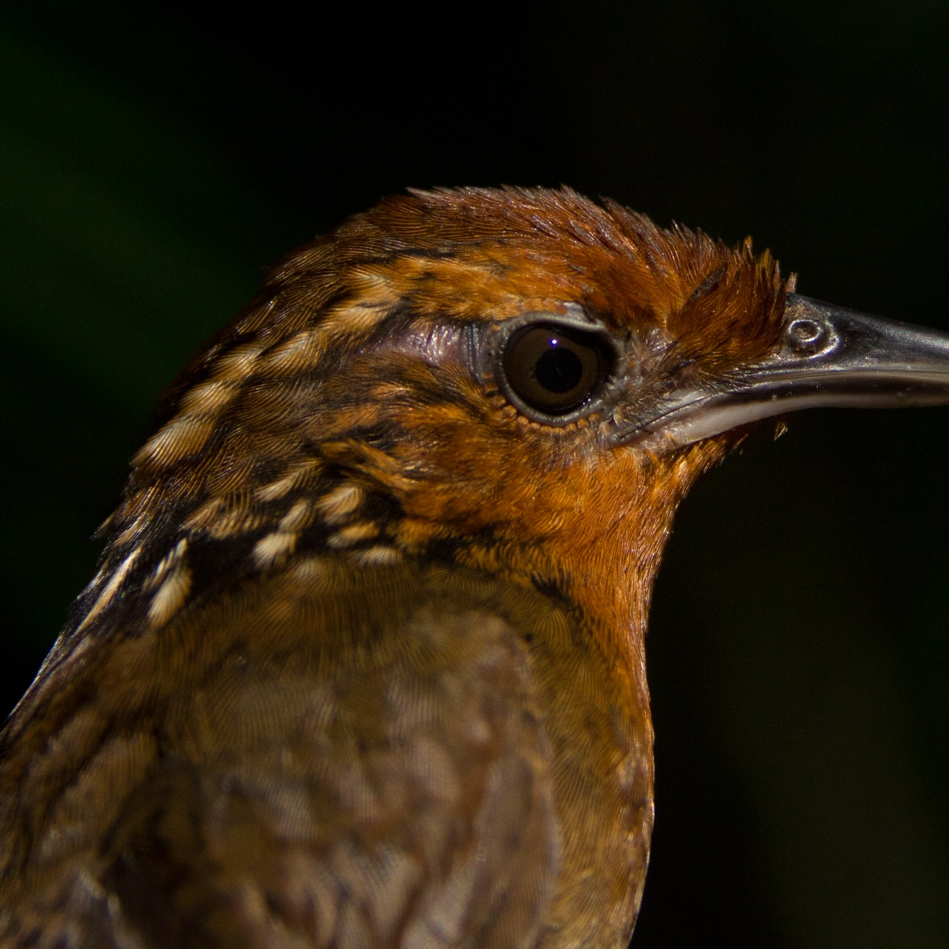 Climate Change Is Shrinking Many Amazonian Birds