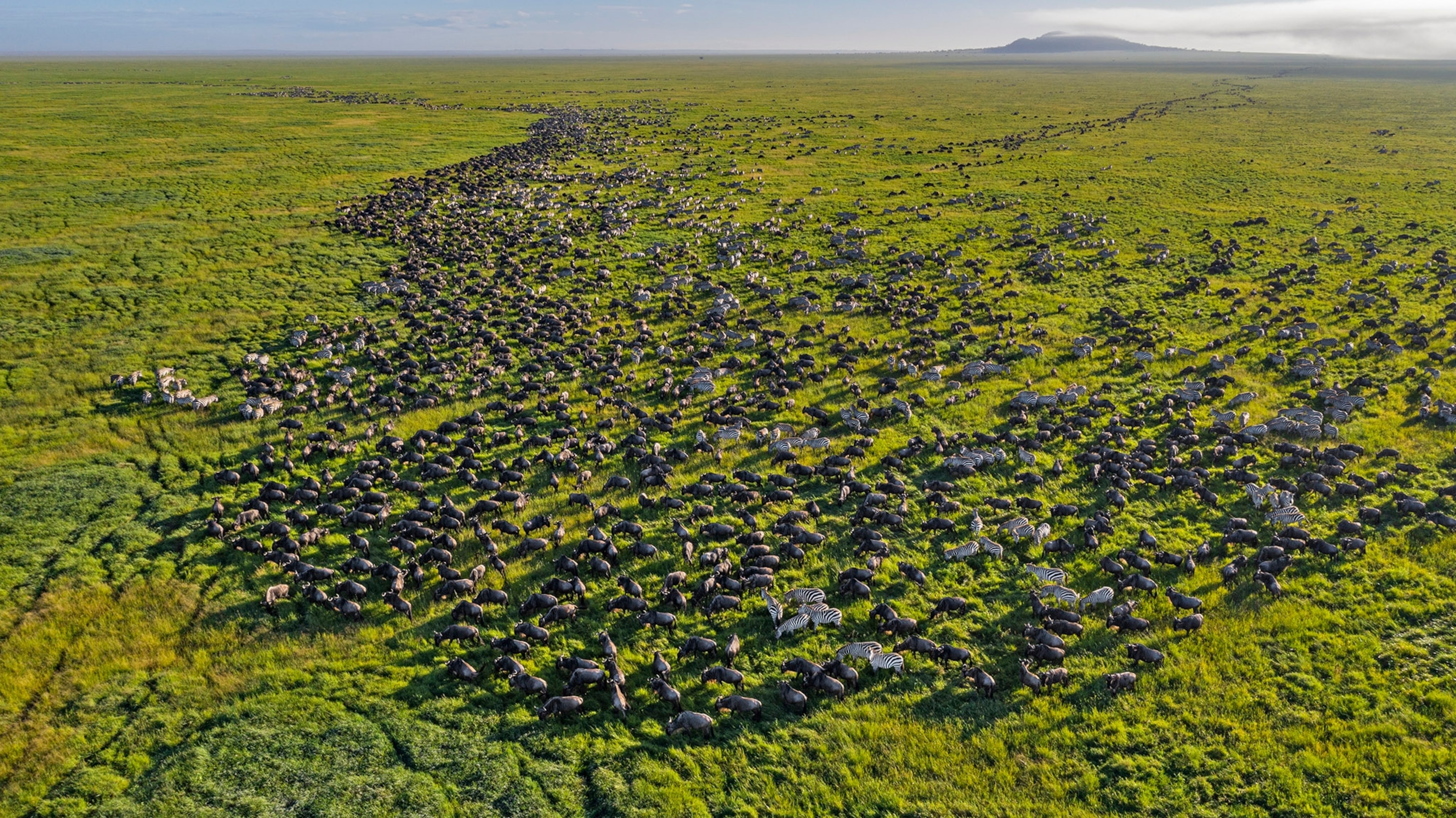Herd of wildebeests and a few zebras dispersed across a lush, green field