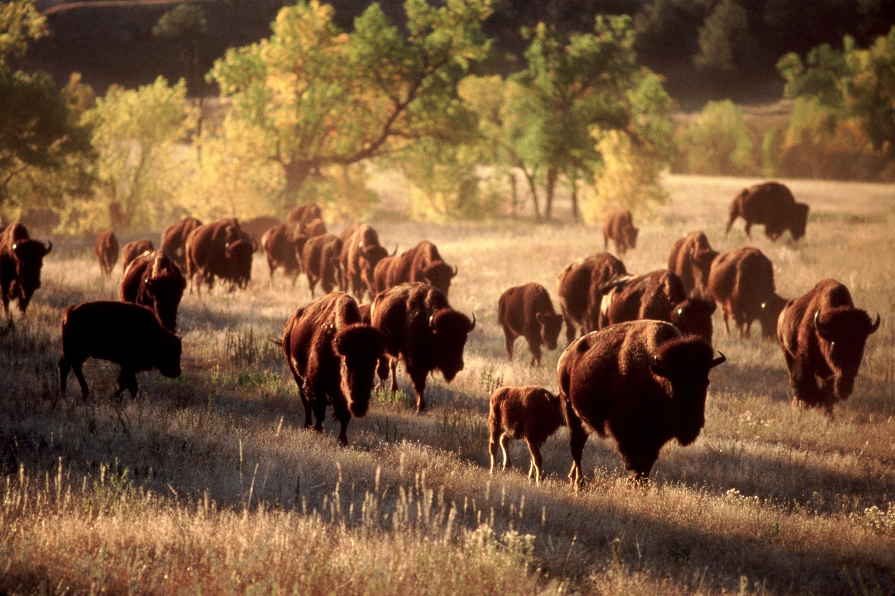 A herd of American bison walk through long grass in Custer State Park.