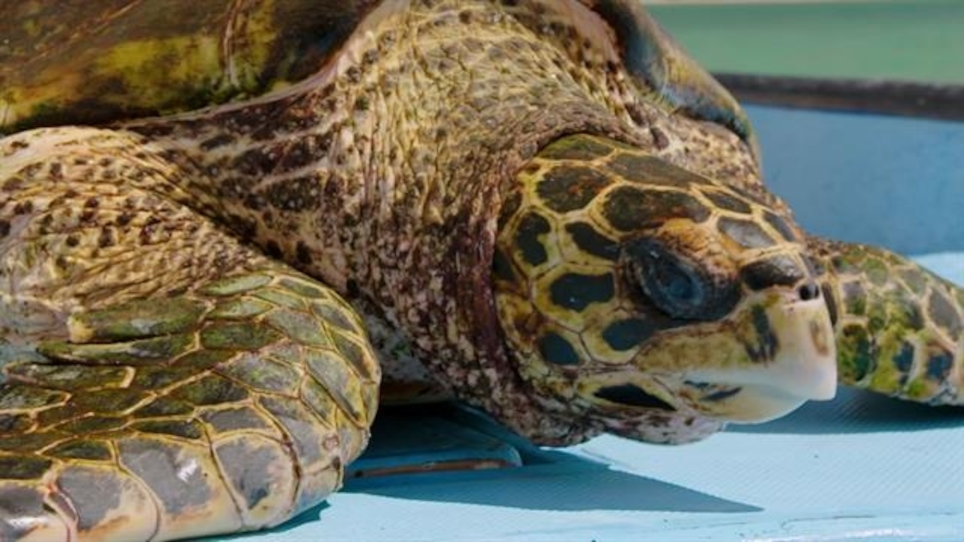 Sea turtles, facts and information | National Geographic, image size:3072x1728