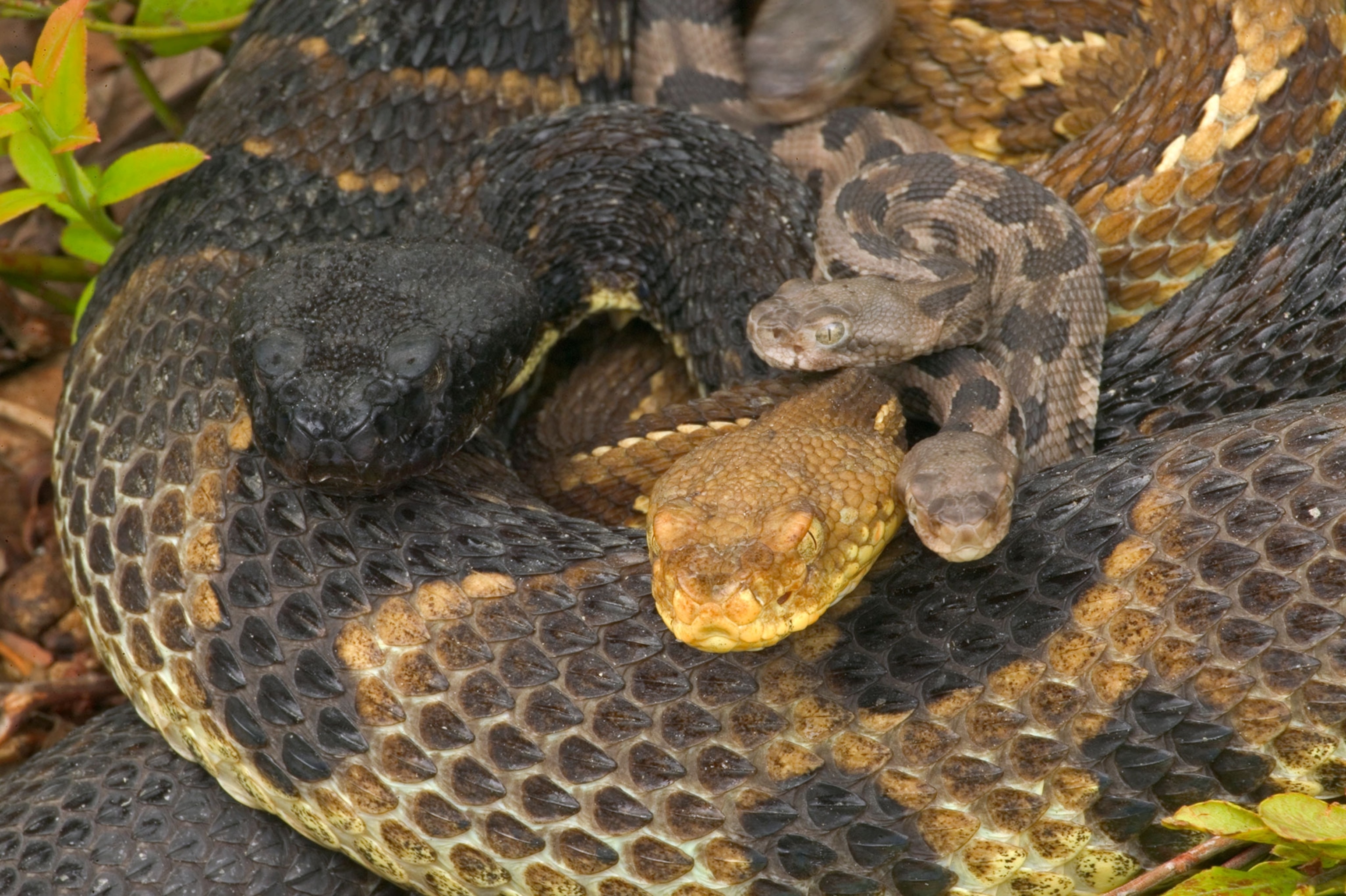 two female rattlesnakes with babies