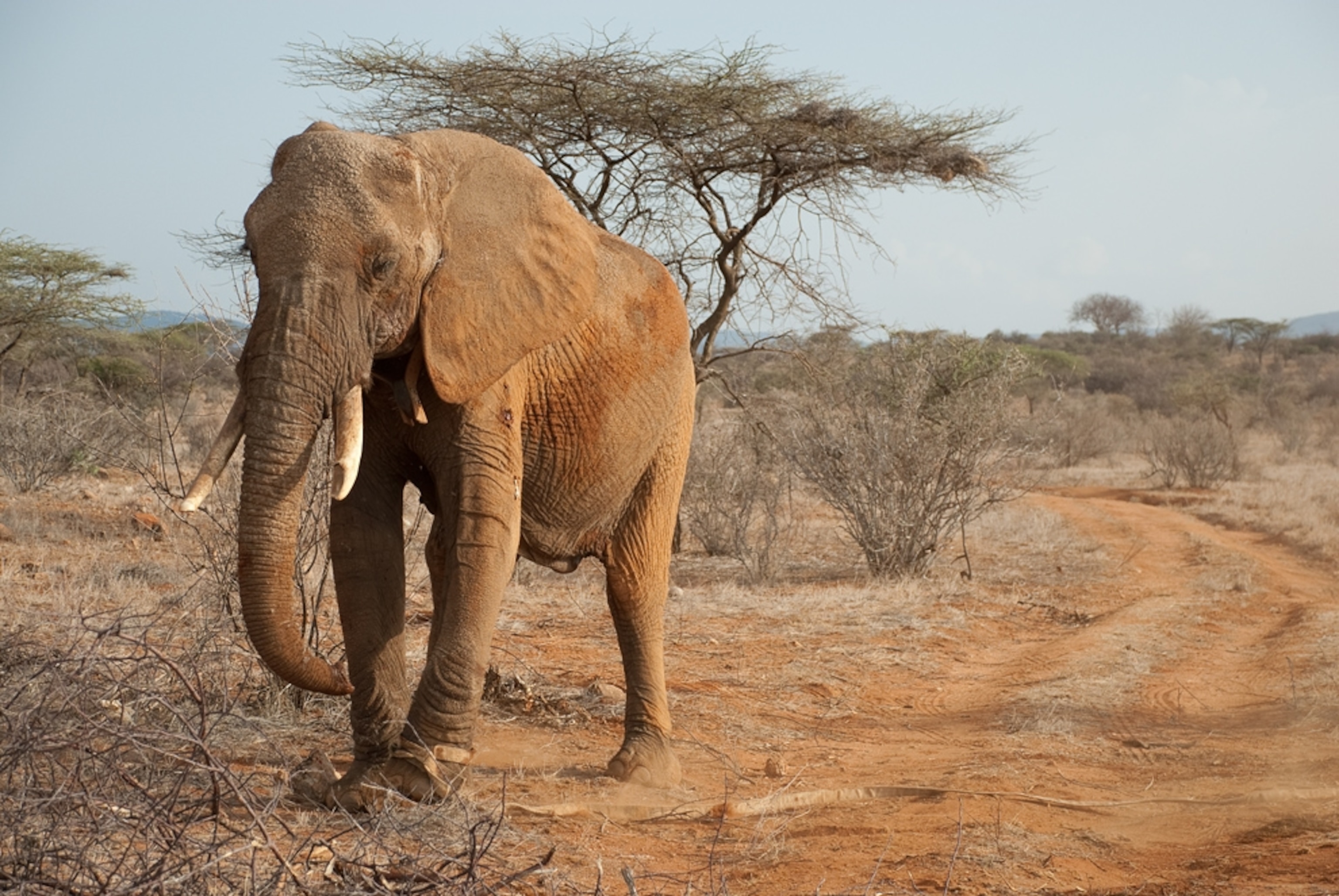 an elephant walking in Kenya's Samburu National Reserve