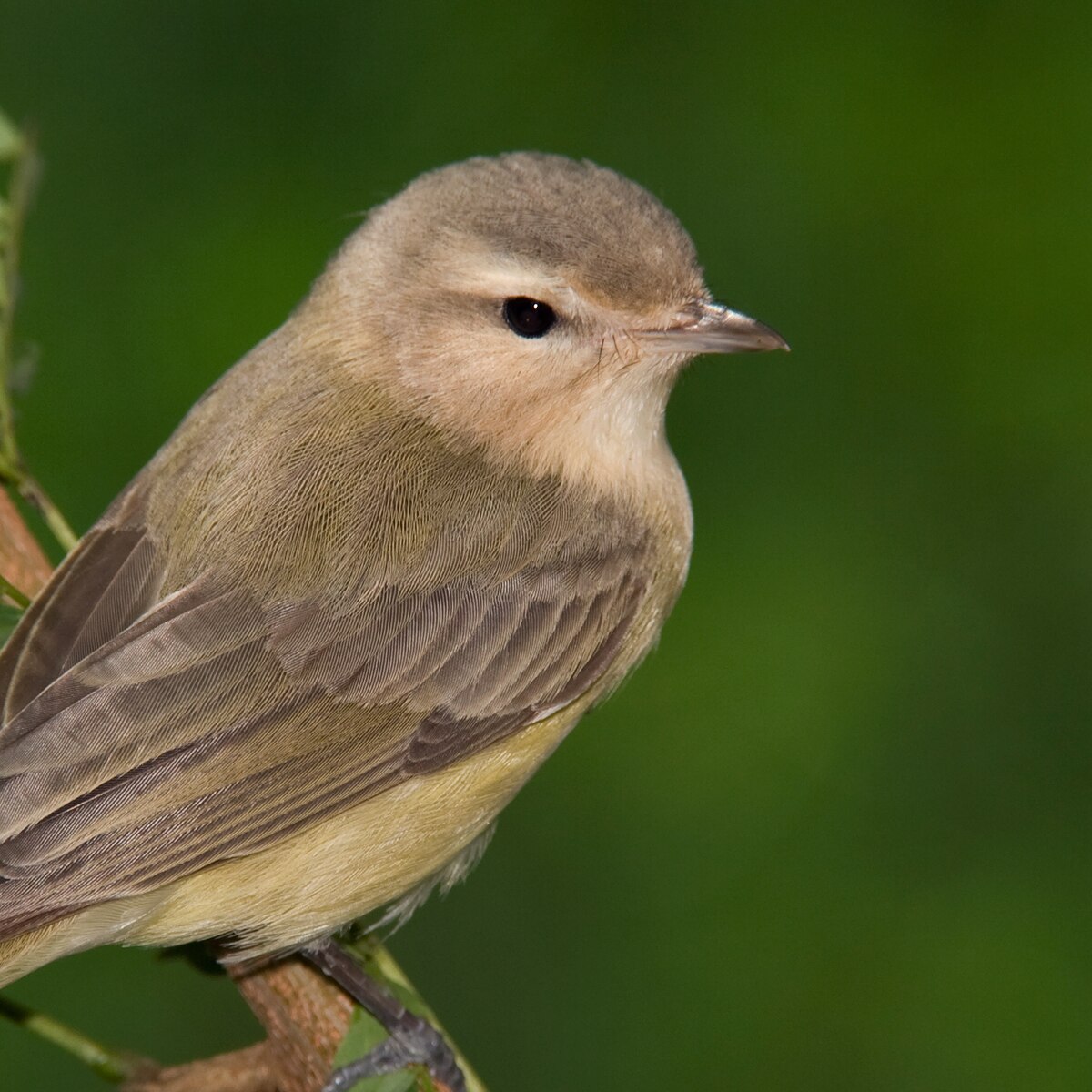 Warbling Vireo National Geographic