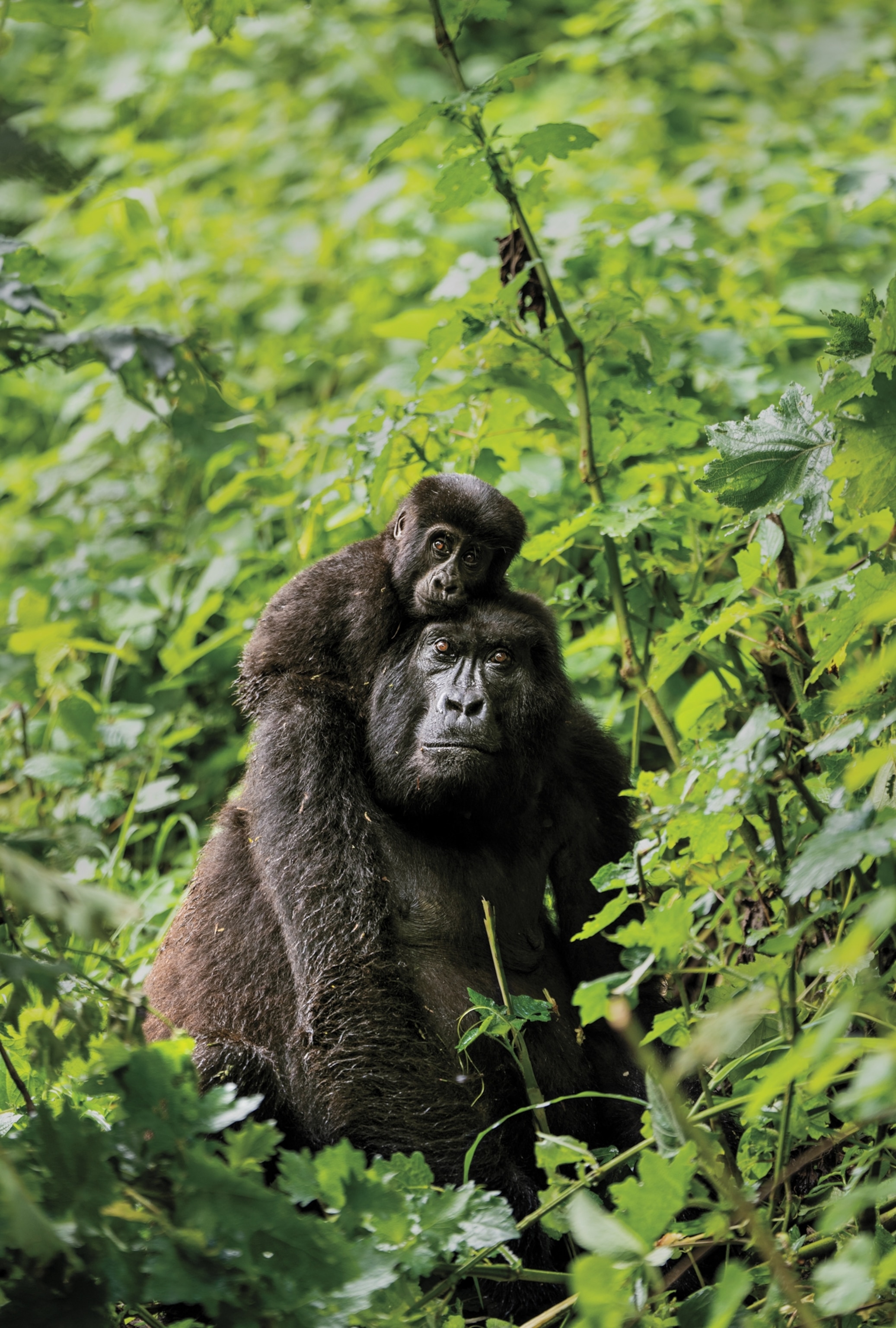 A baby girl sits on an adult gorilla's shoulders and rests its head on their head. The gorillas sit among lush green plants and are looking directly into the camera.