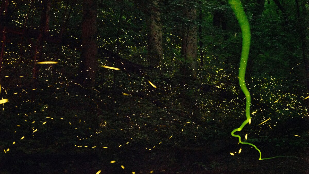 How Fireflies Glow (and What Really Turns Them On)