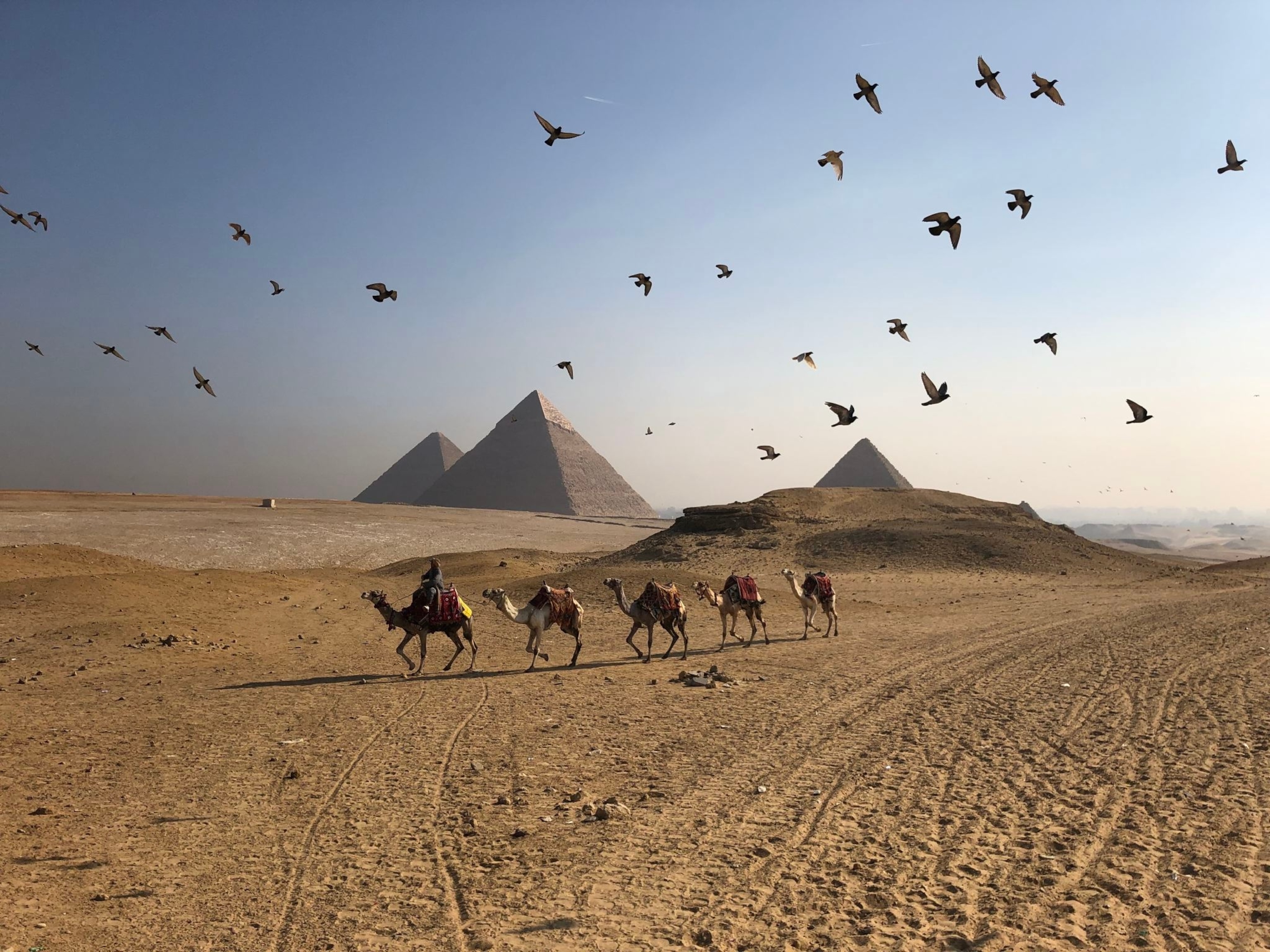 camels walking near the Giza pyramids, Egypt