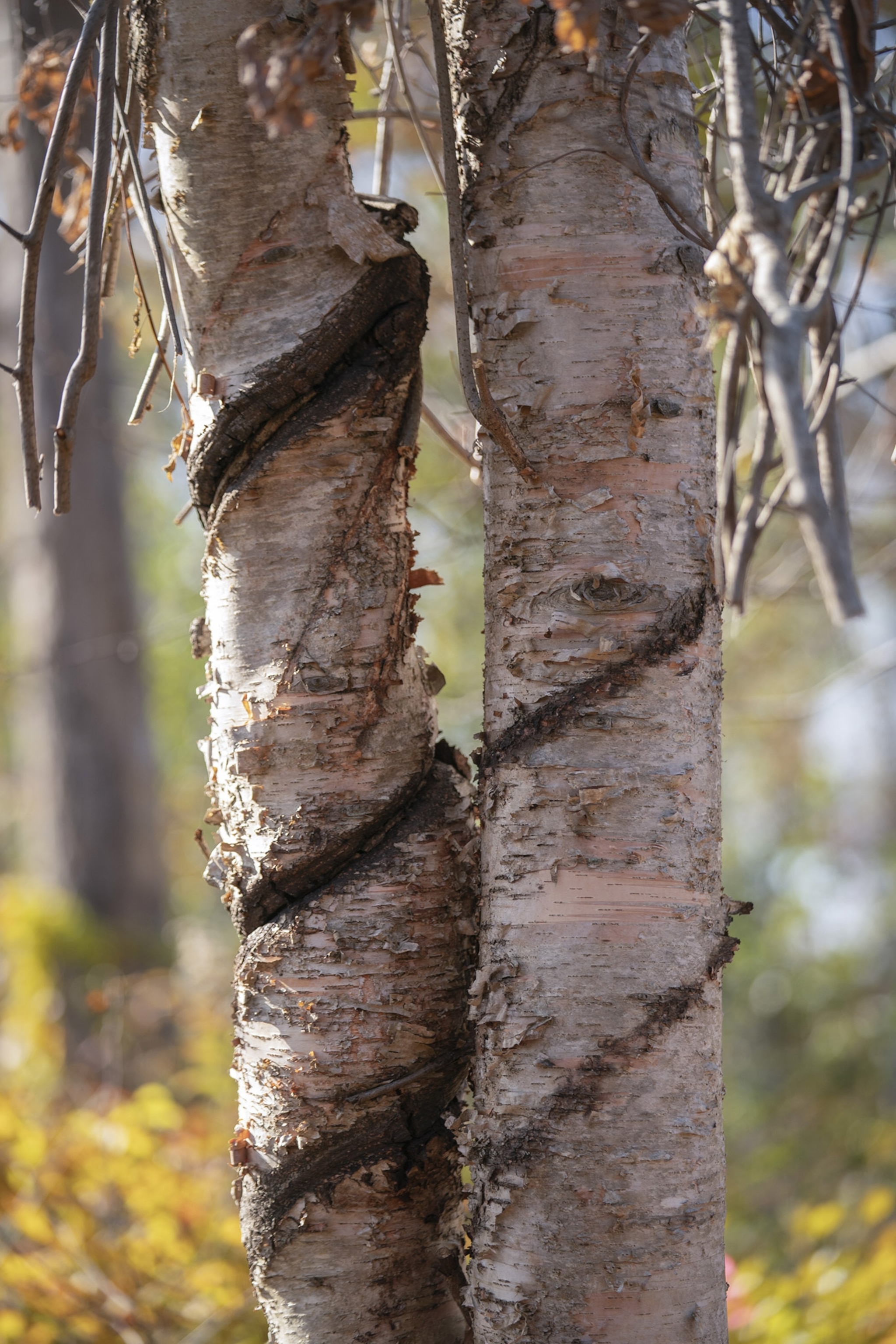 A close view of two narrow tree trunks with thin scars winding around in a spiral