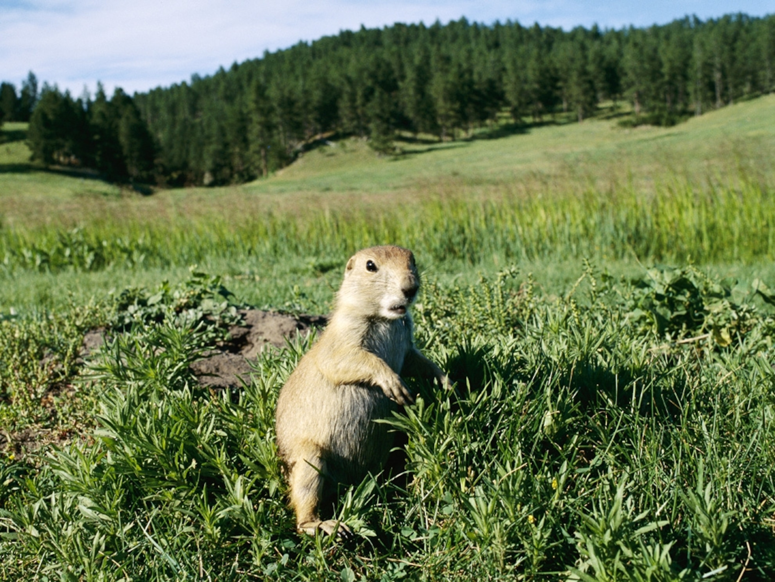 Photo Gallery: Grasslands, Prairies, and Savannas - National Geographic